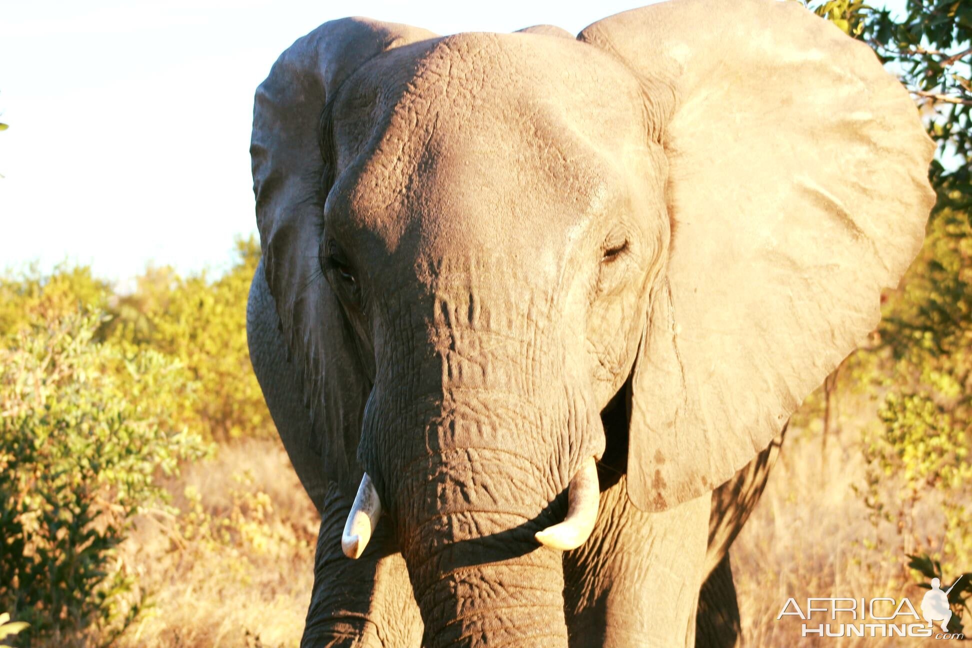 Elephant on Photo Safari South Africa