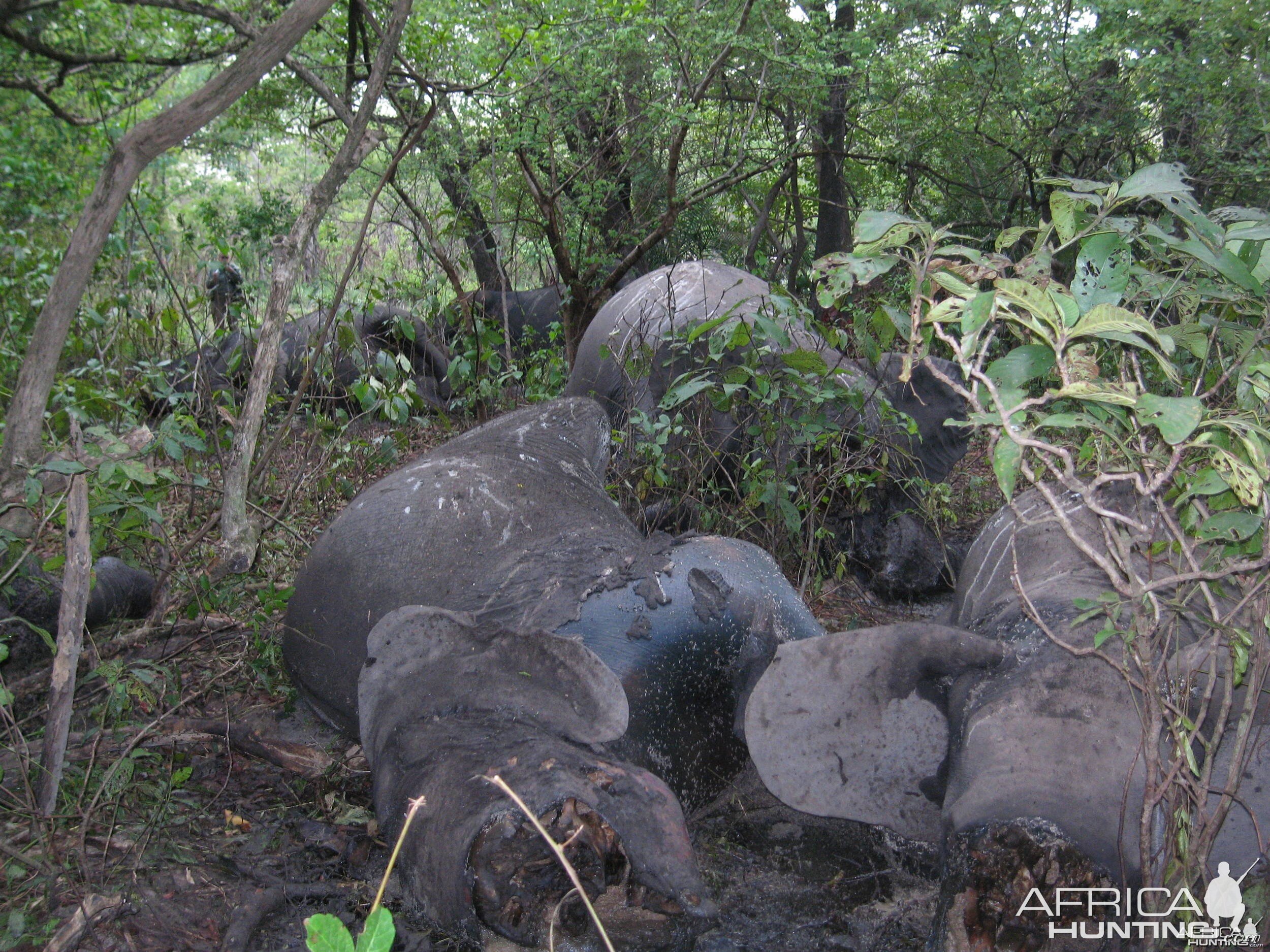 Elephant poaching in CAR