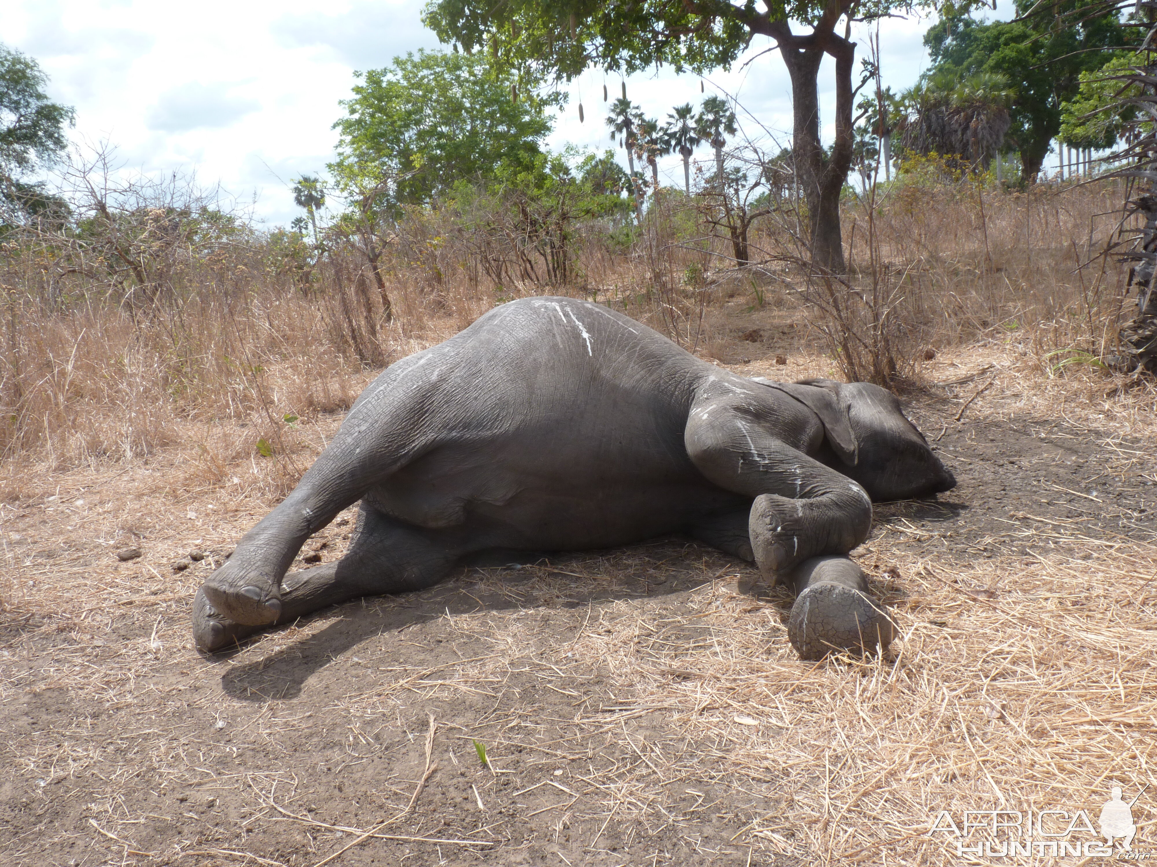 Elephant poaching in Tanzania