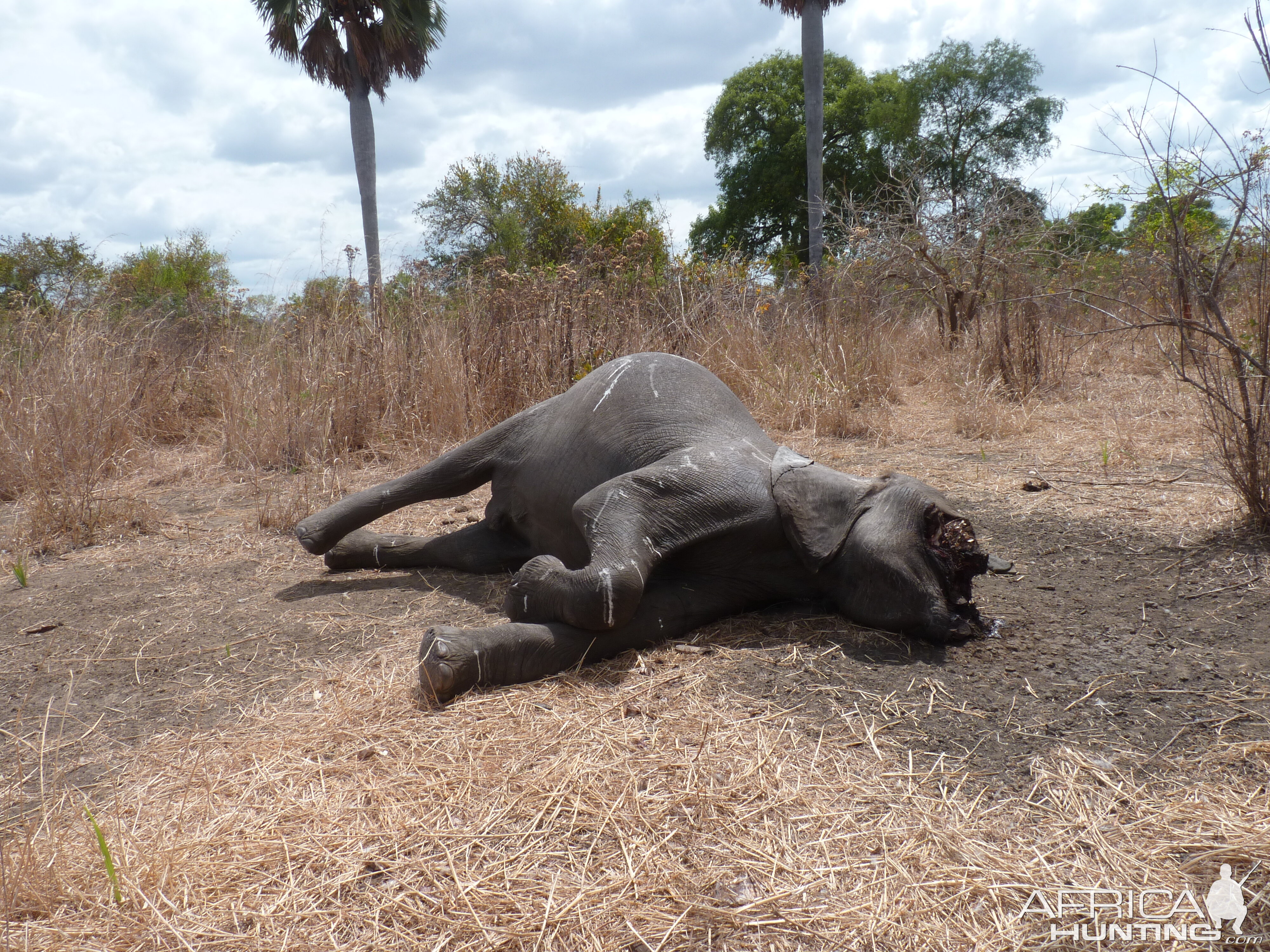 Elephant poaching in Tanzania