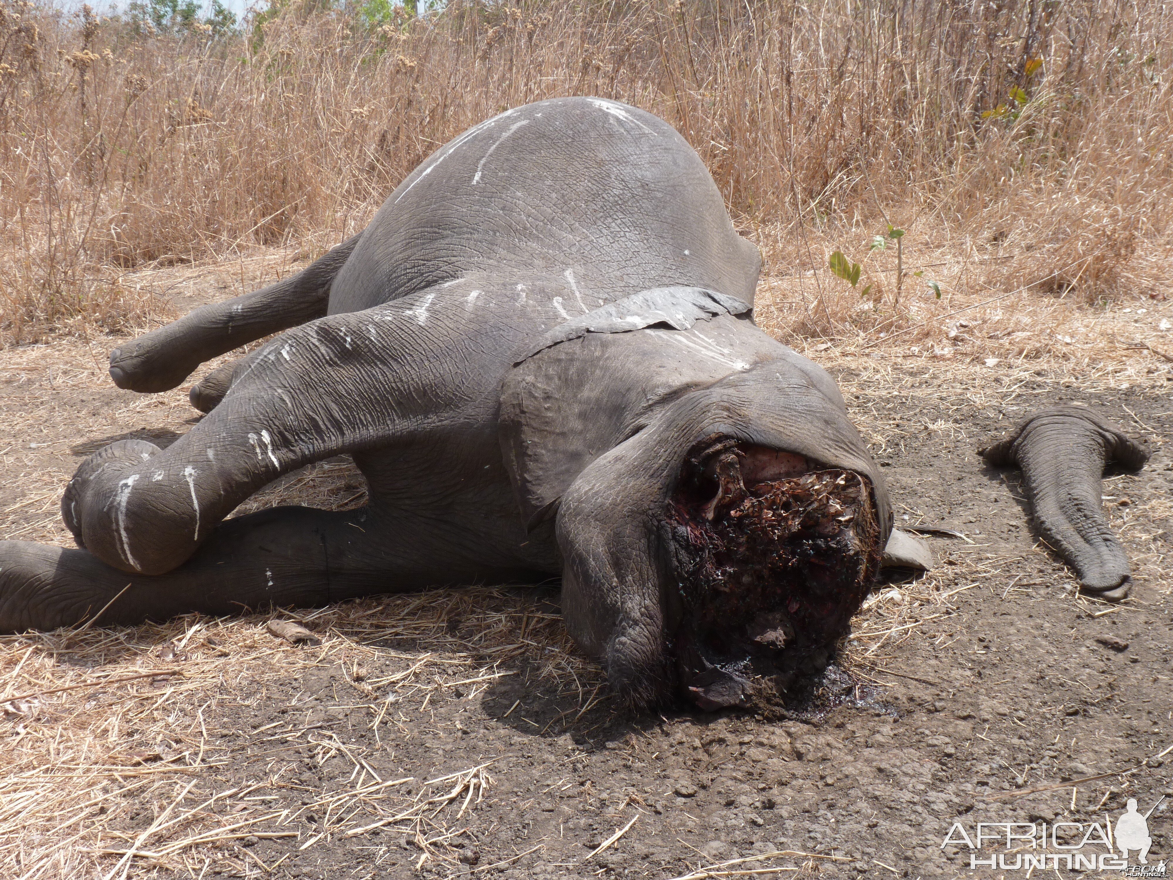 Elephant poaching in Tanzania