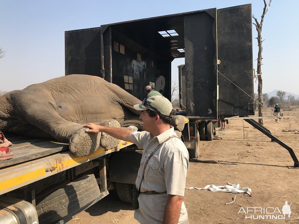 Elephant Relocation Project Zimbabwe