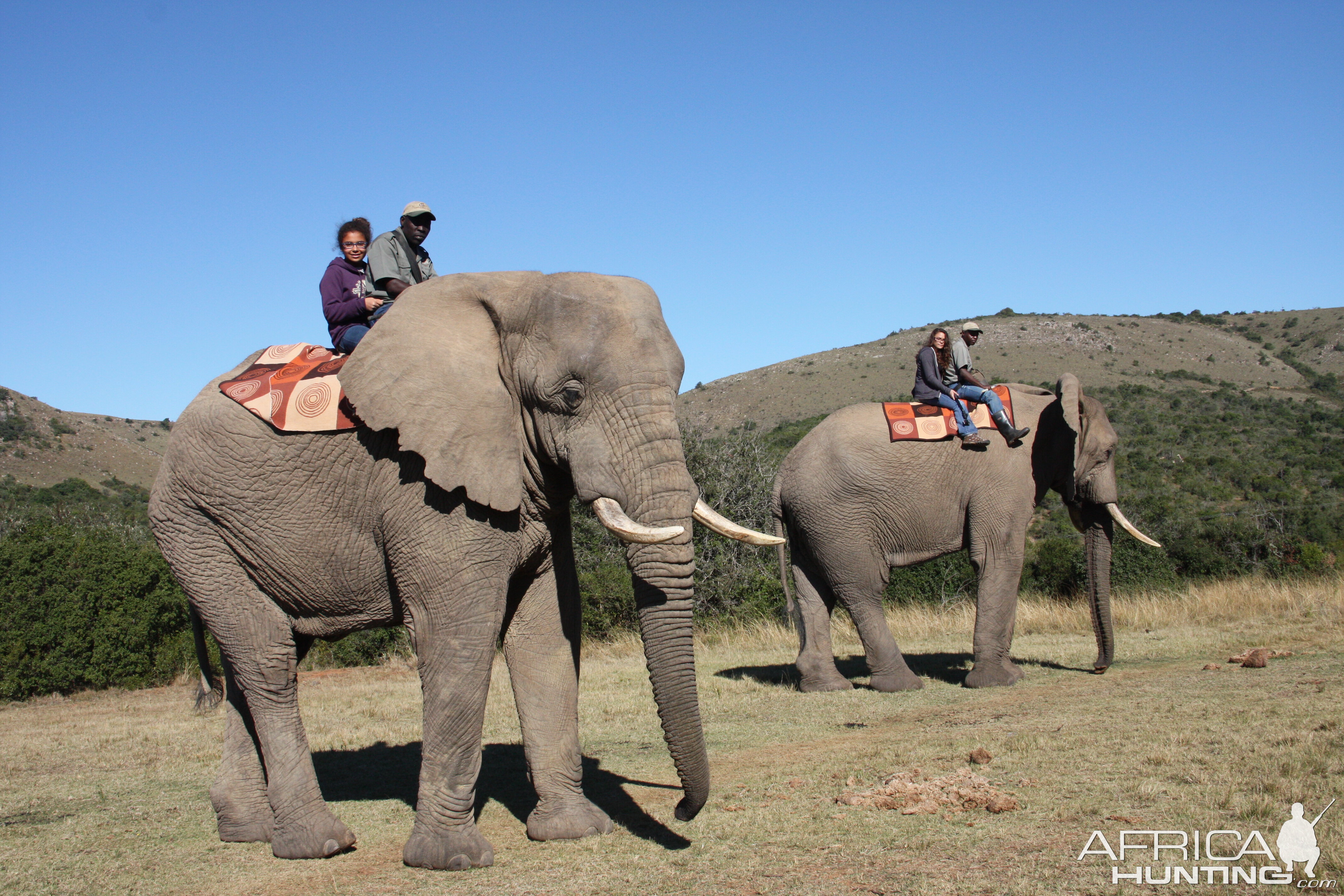 Elephant Ride Activity South Africa