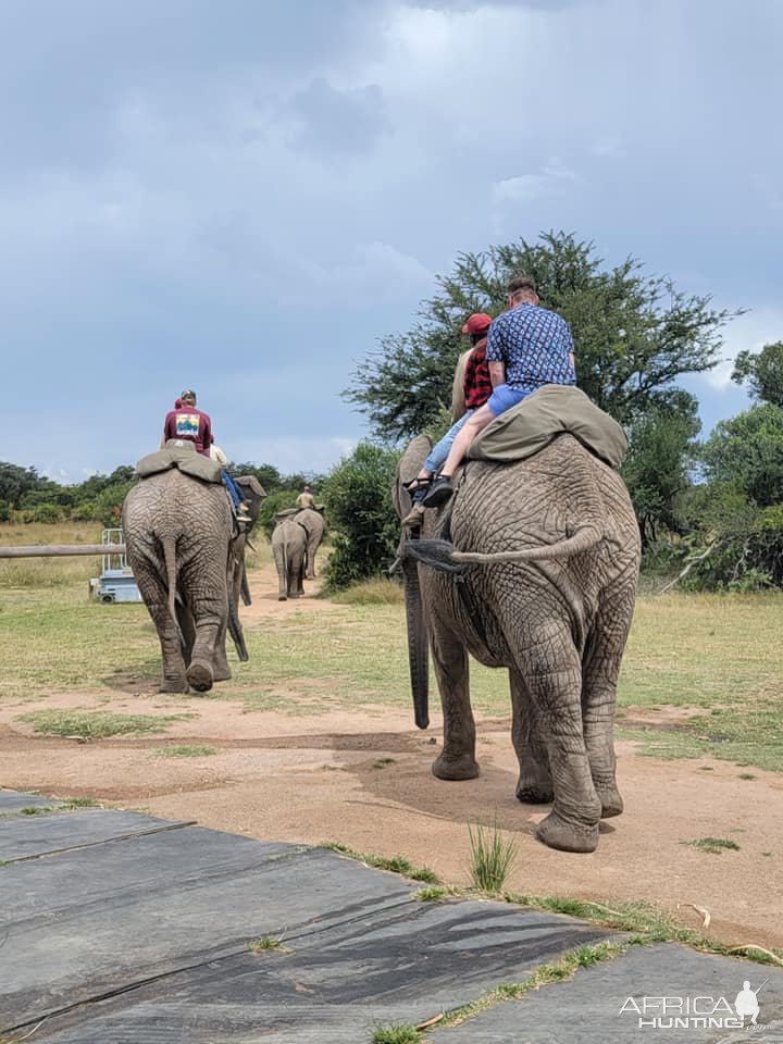 Elephant Rides South Africa