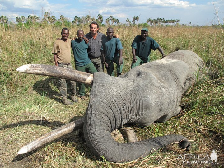 Elephant Selous Game Reserve