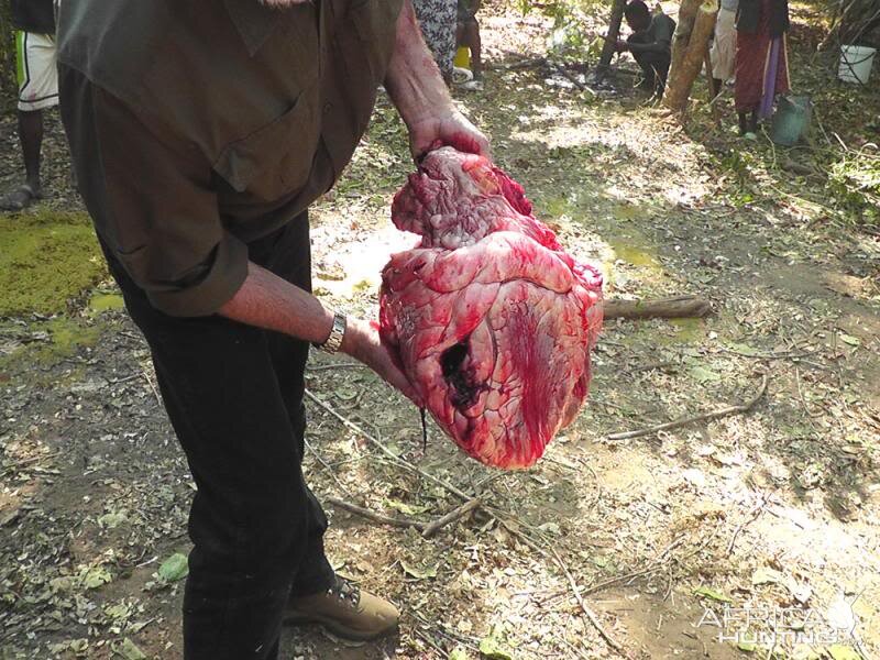 Elephant Shot through the heart