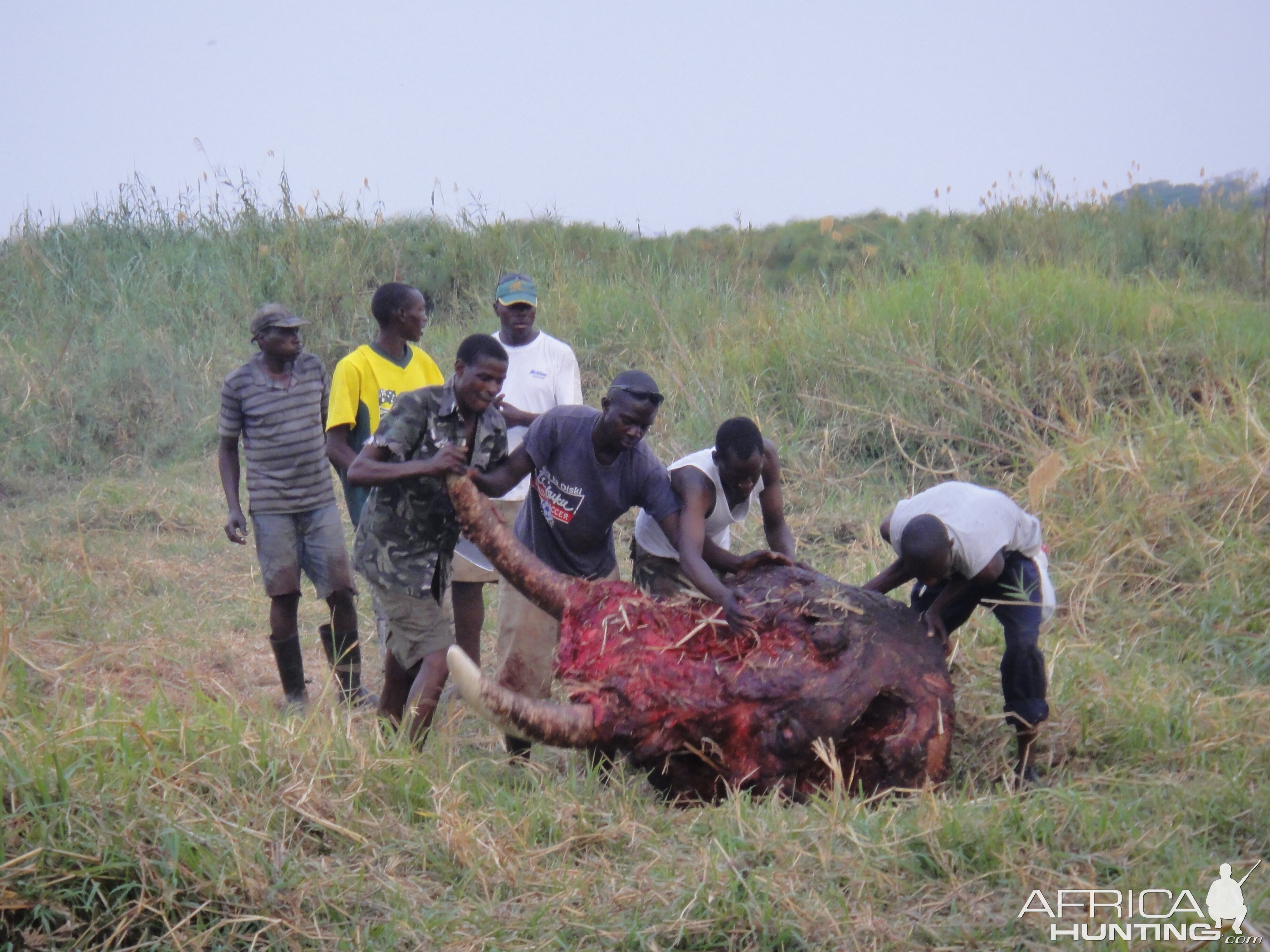 Elephant Skull Caprivi Namibia