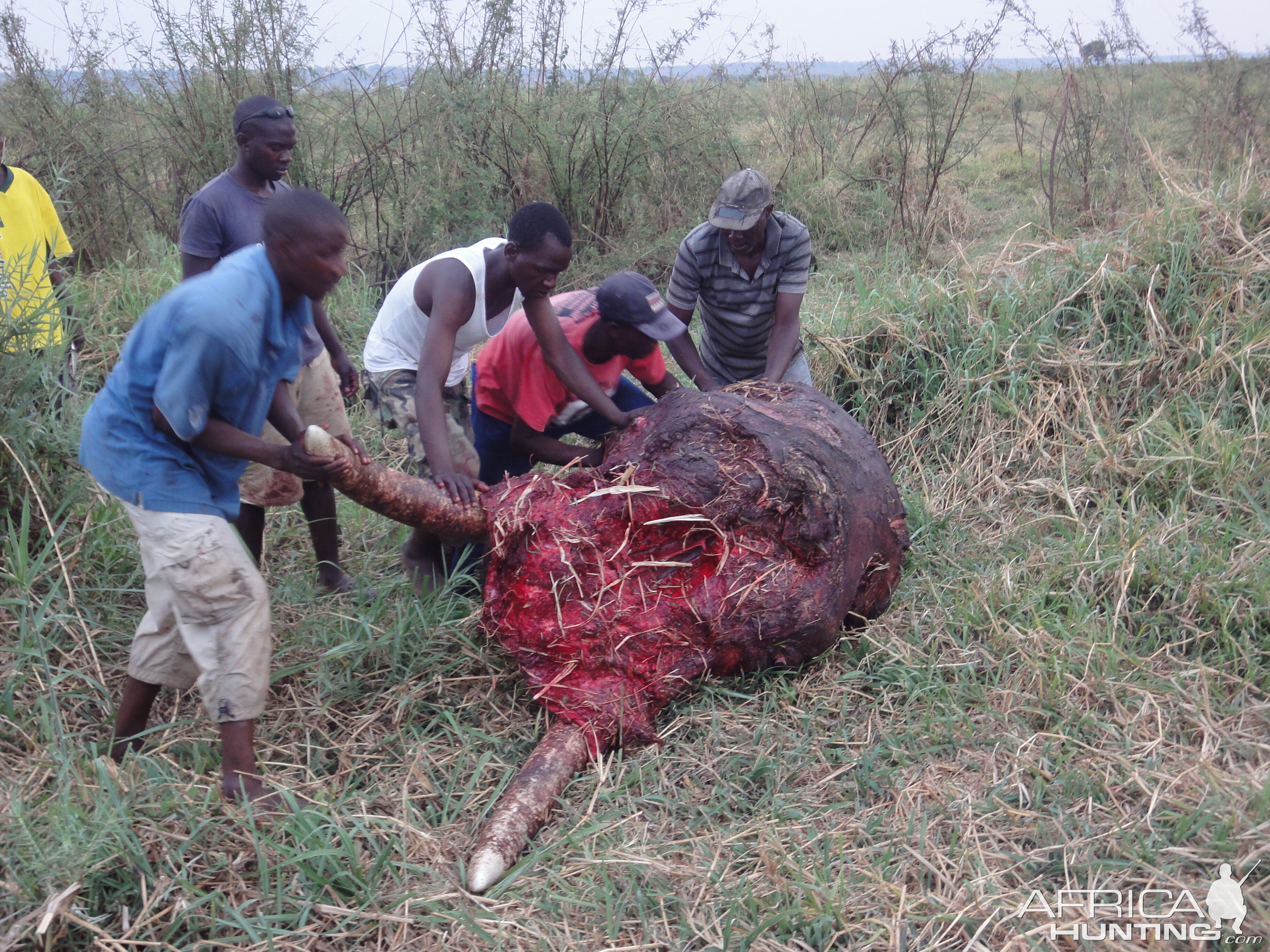 Elephant Skull Caprivi Namibia