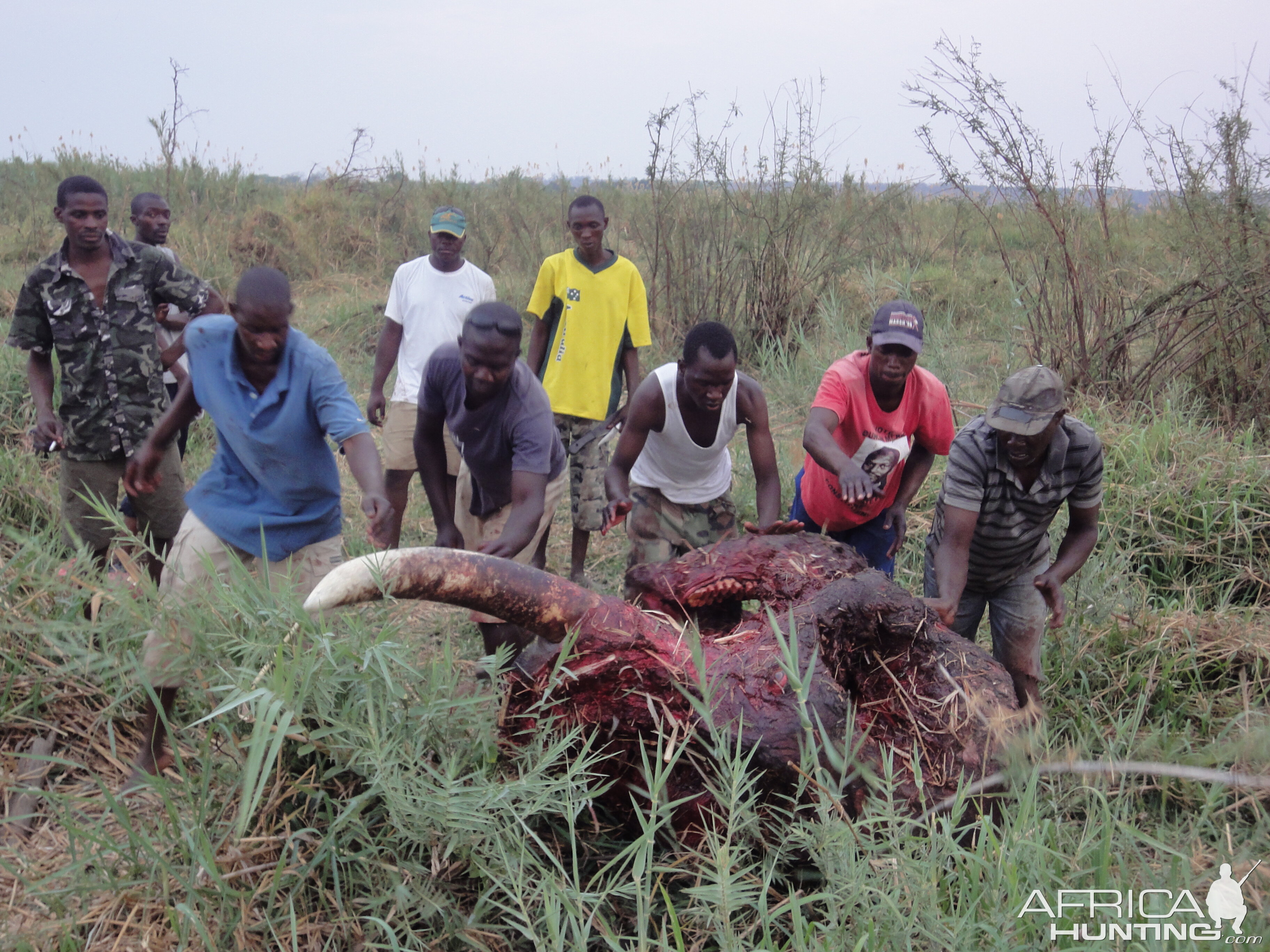 Elephant Skull Caprivi Namibia