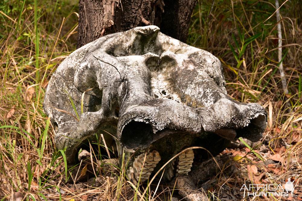 Elephant skull Mozambique