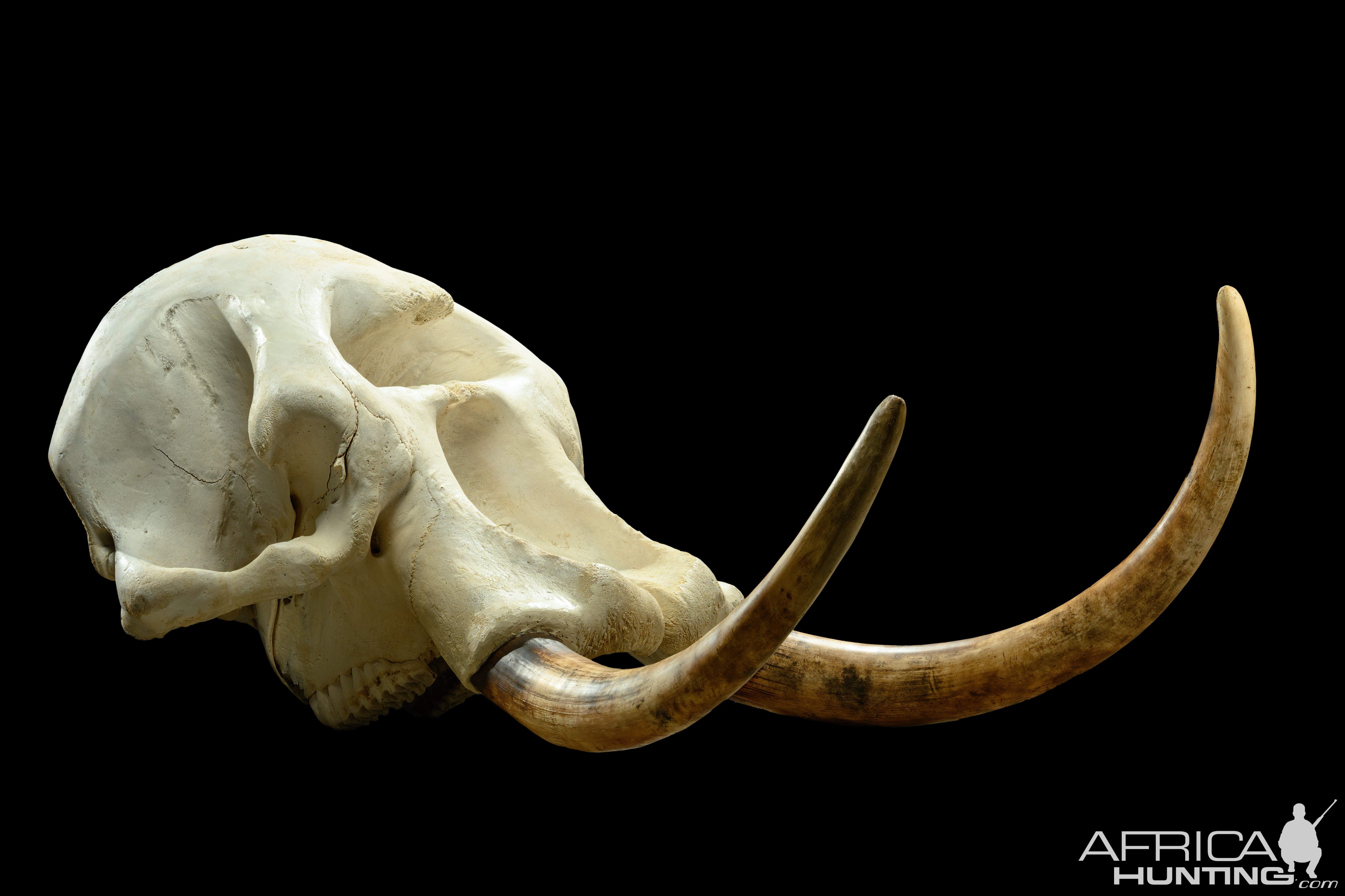 Elephant Skull With Artificial Tusks