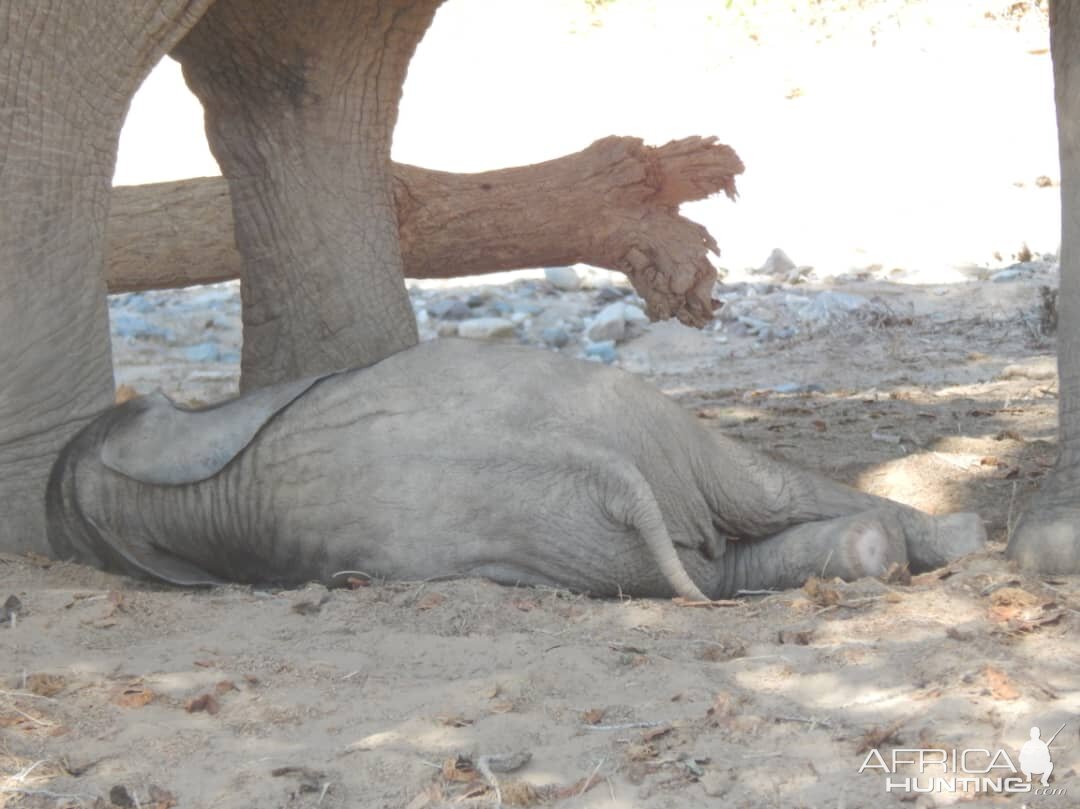 Elephant sleeping in Hoanib River Valley, Damaraland, Namibia