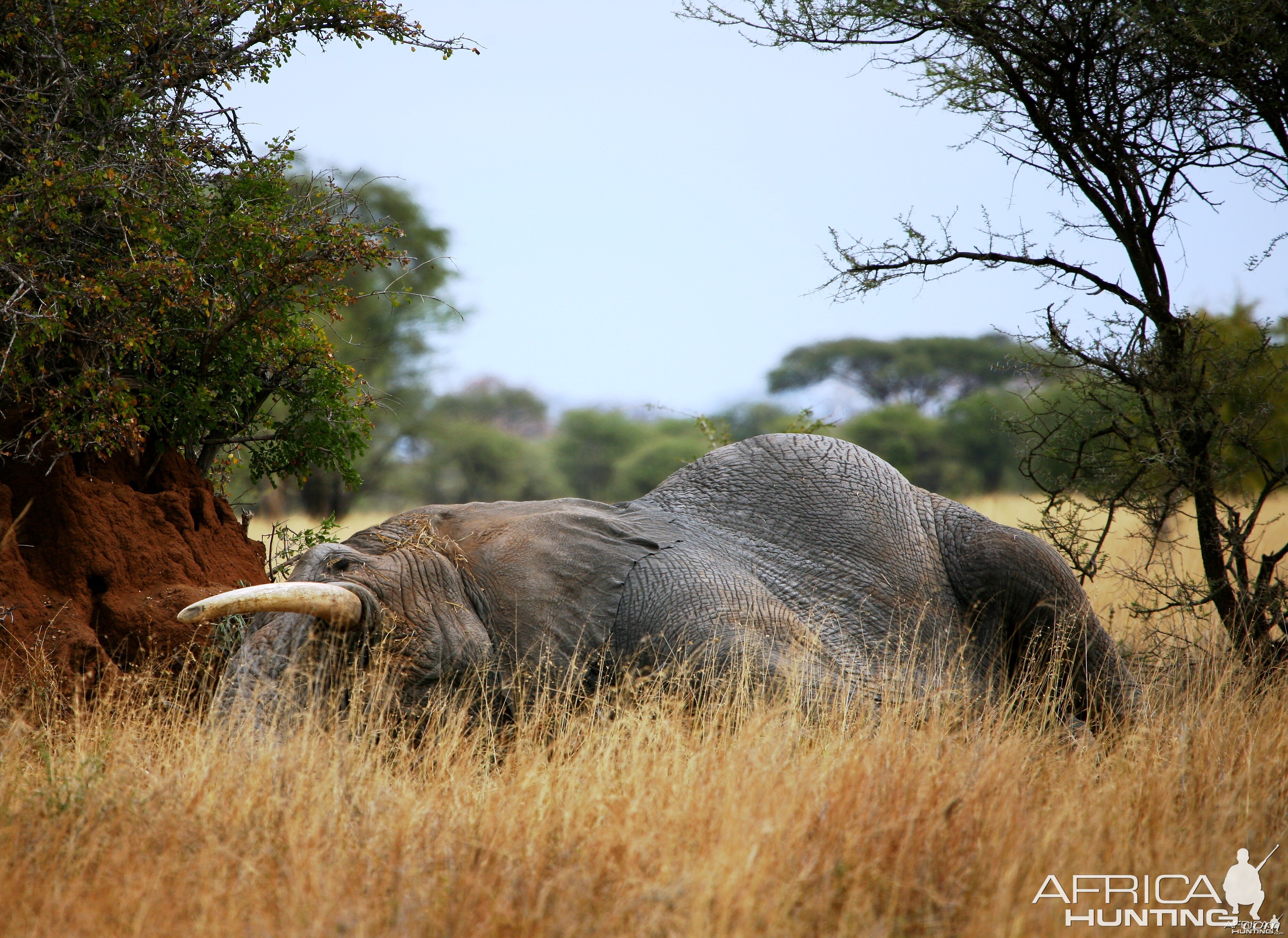 Elephant sleeping!! Tanzania