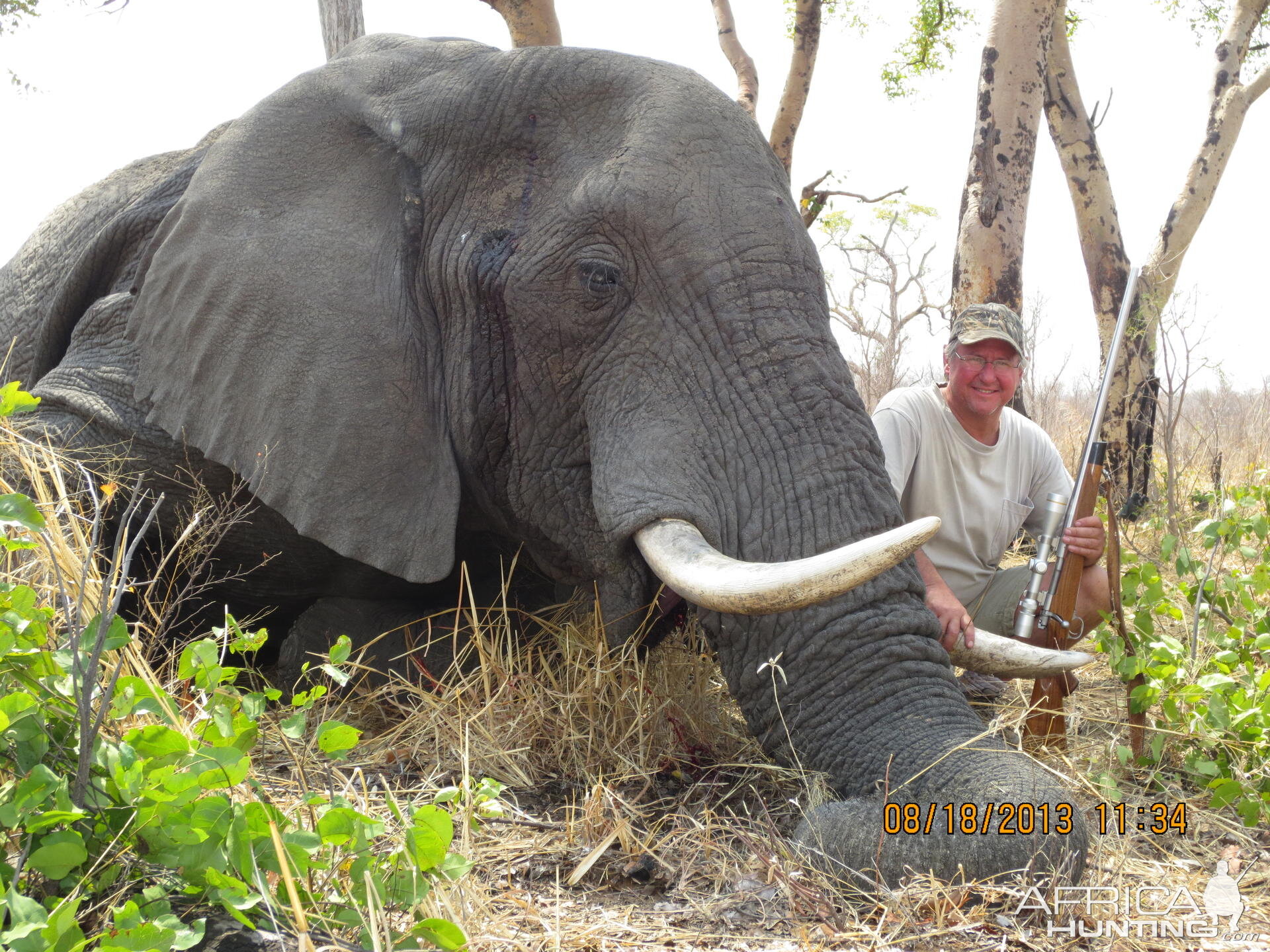 Elephant South Africa Hunt