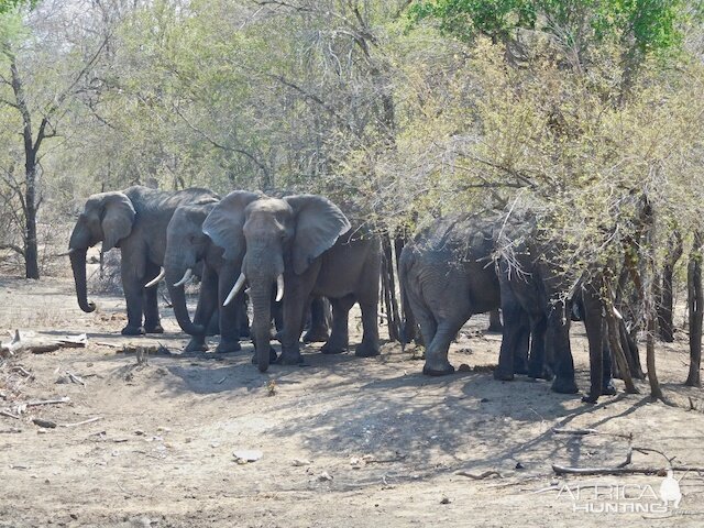 Elephant South Africa Wildlife