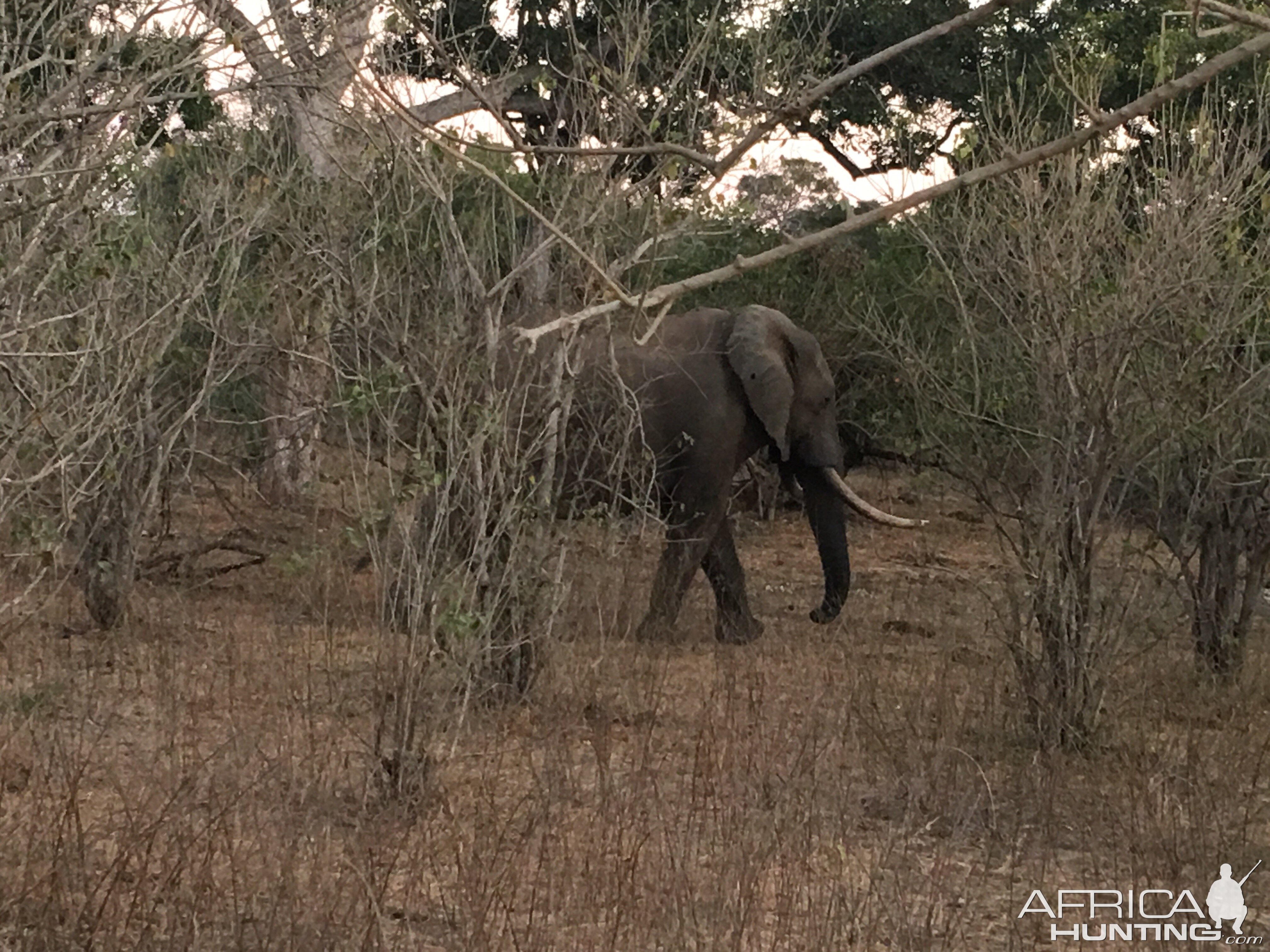 Elephant South Africa