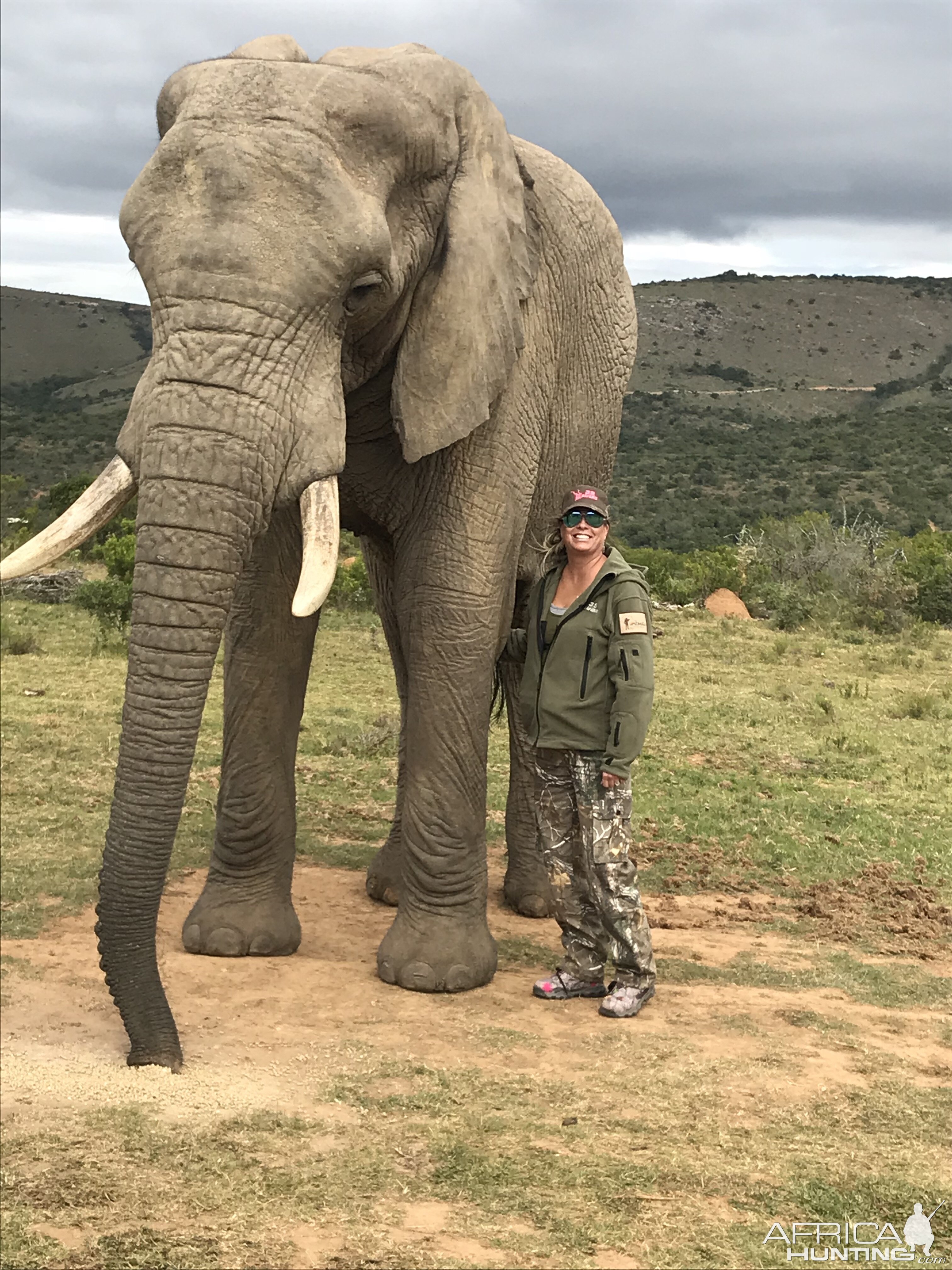 Elephant South Africa