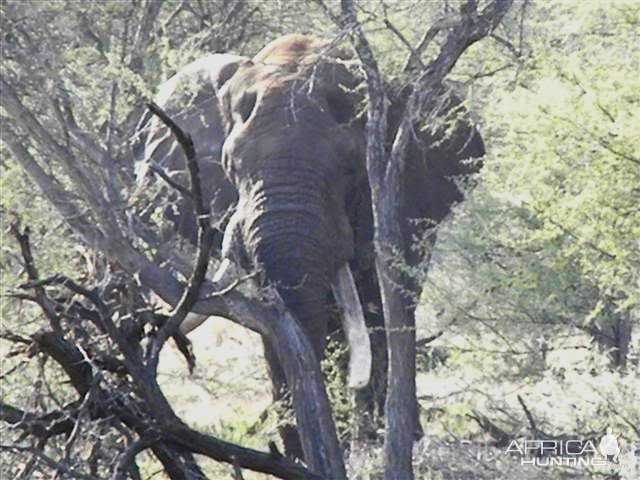 Elephant South Africa