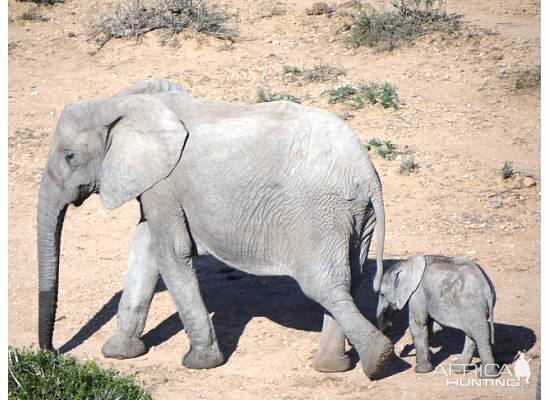 Elephant South Africa