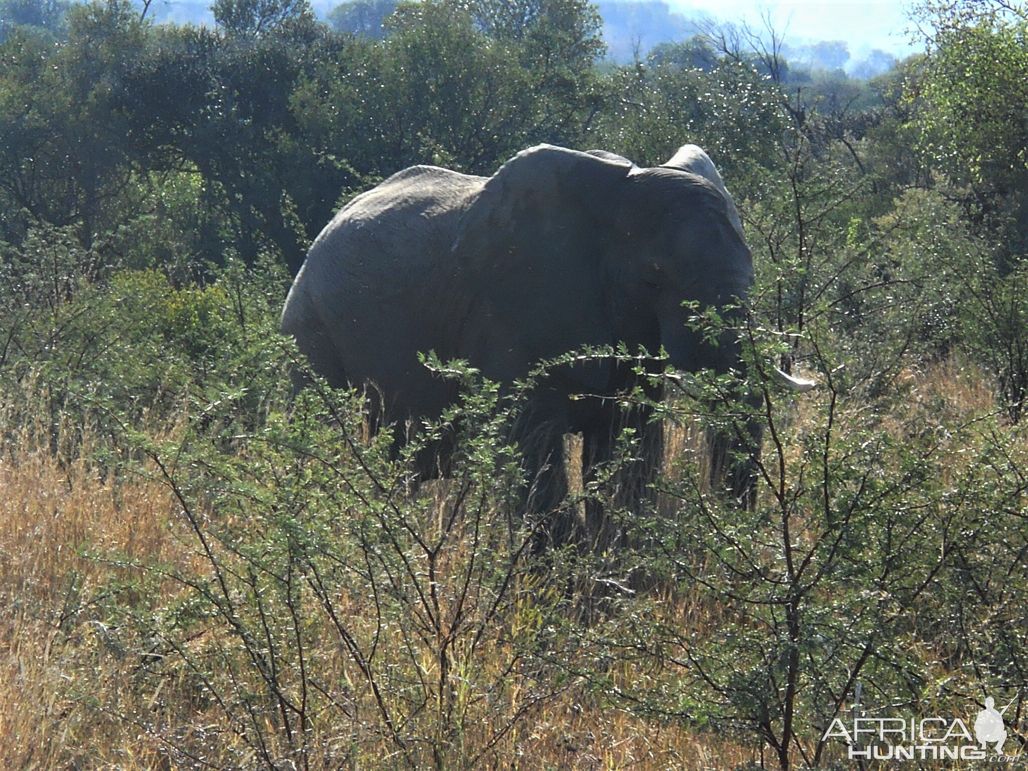 Elephant South Africa