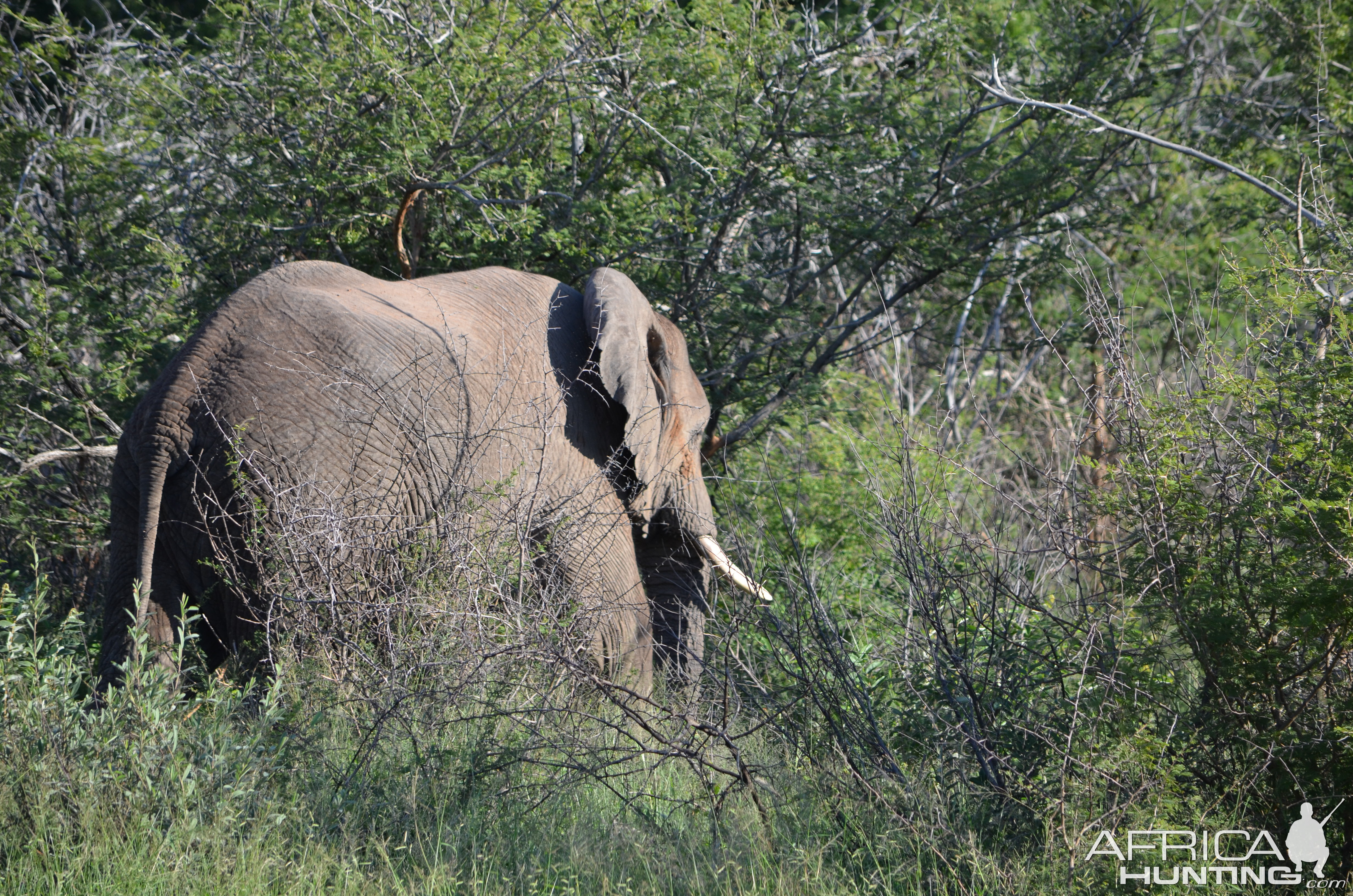 Elephant South Africa