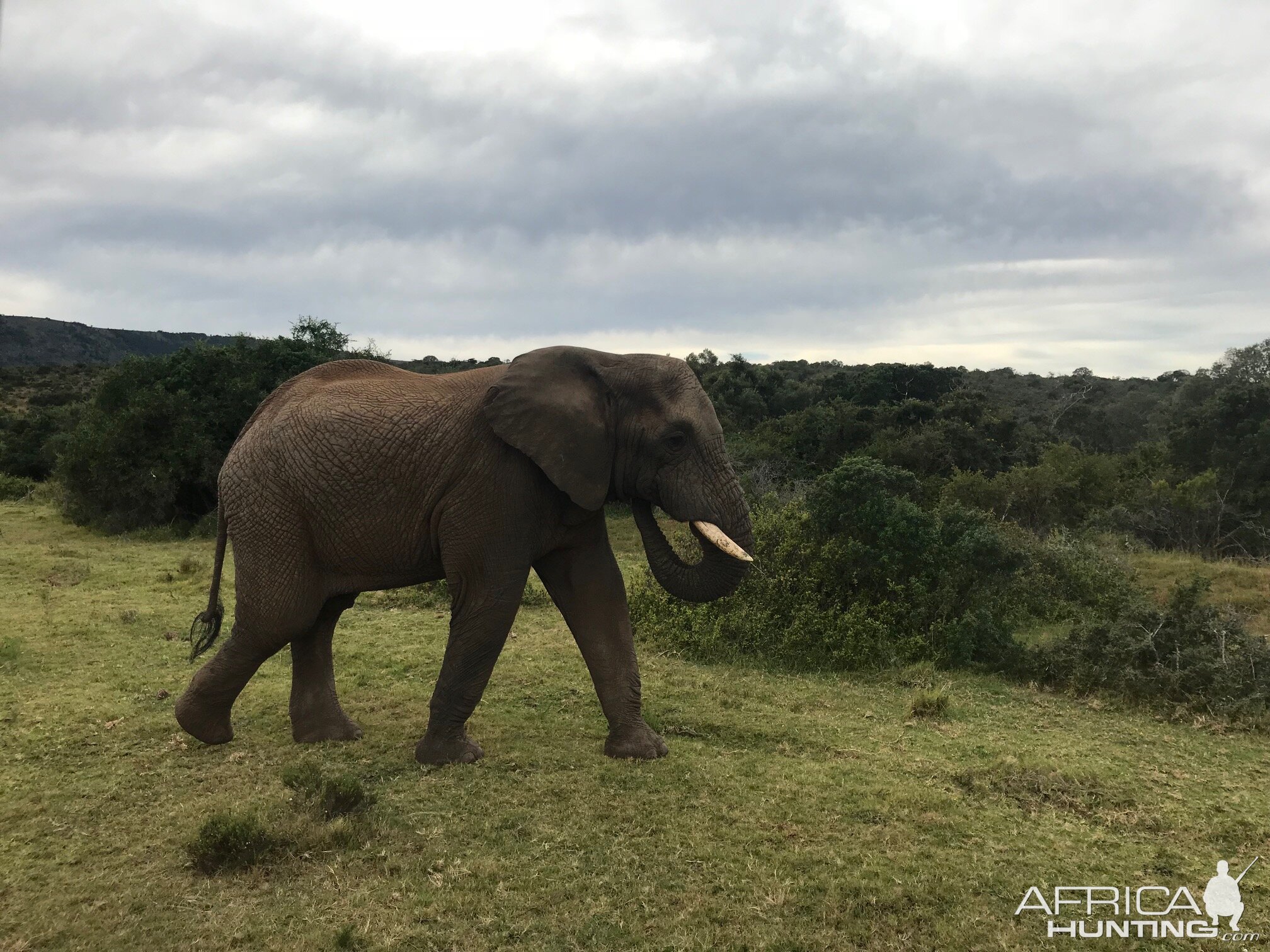 Elephant South Africa