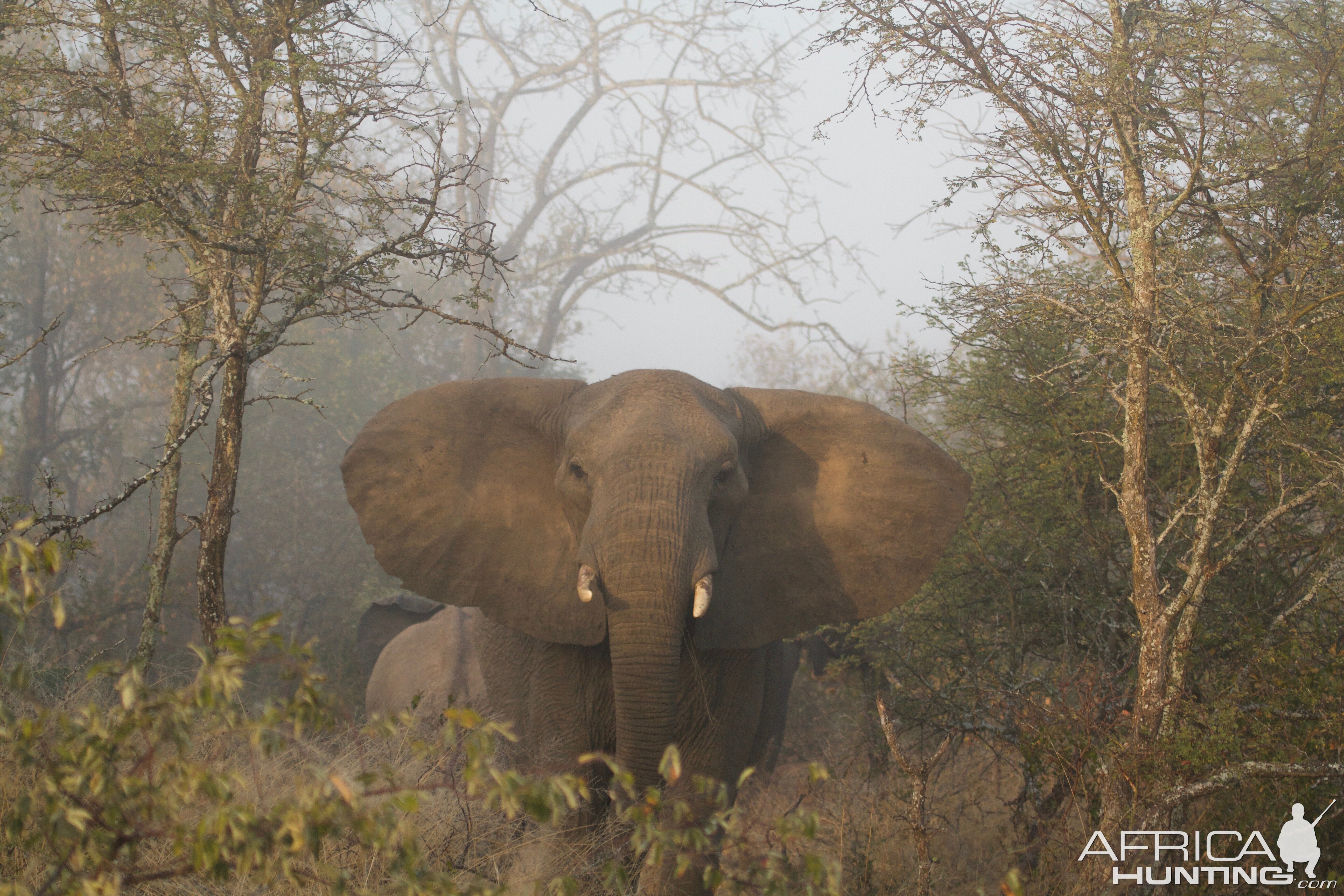 Elephant South Africa