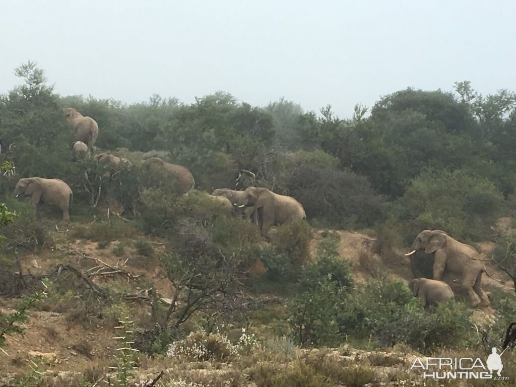 Elephant South Africa