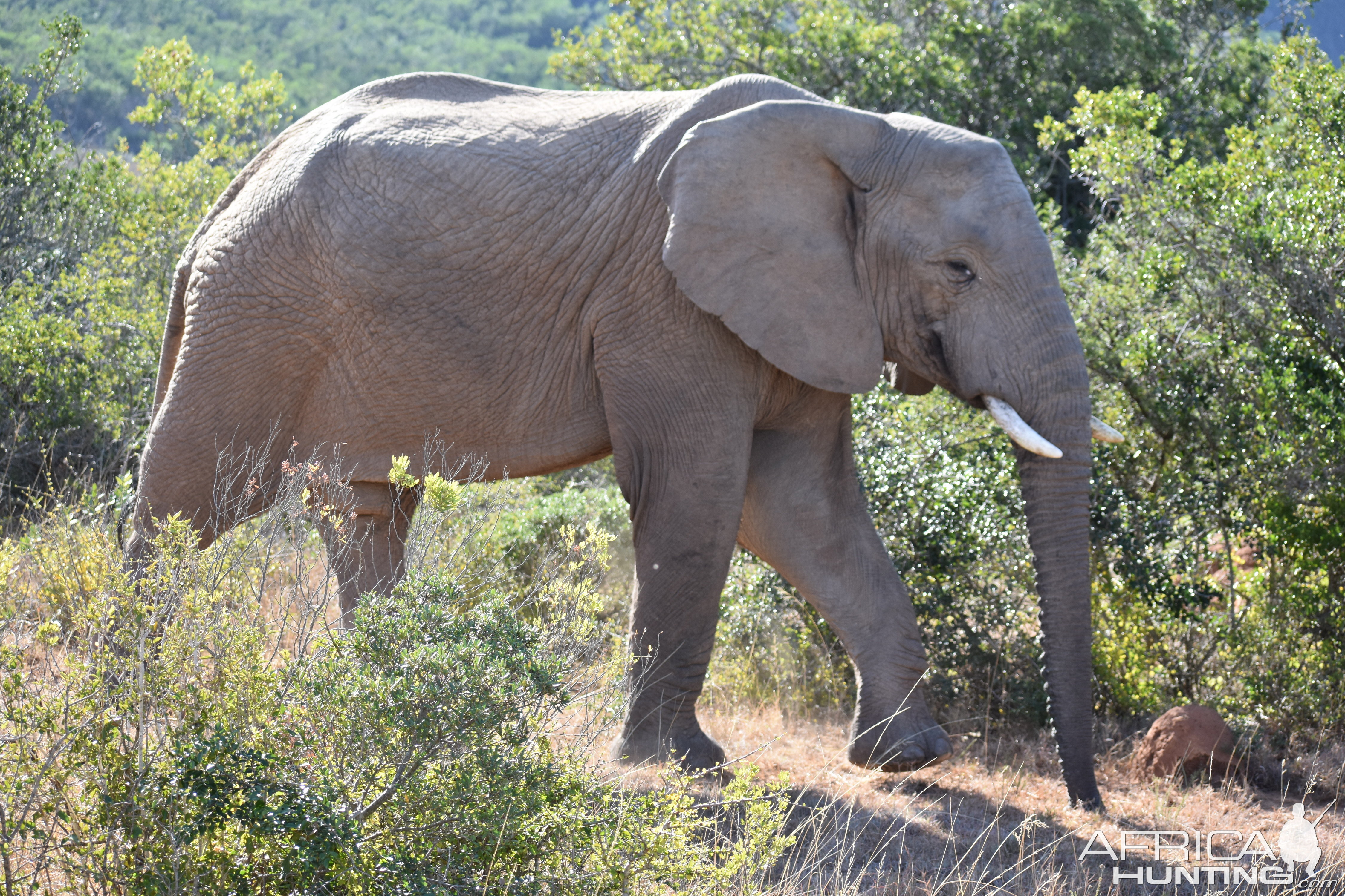 Elephant South Africa