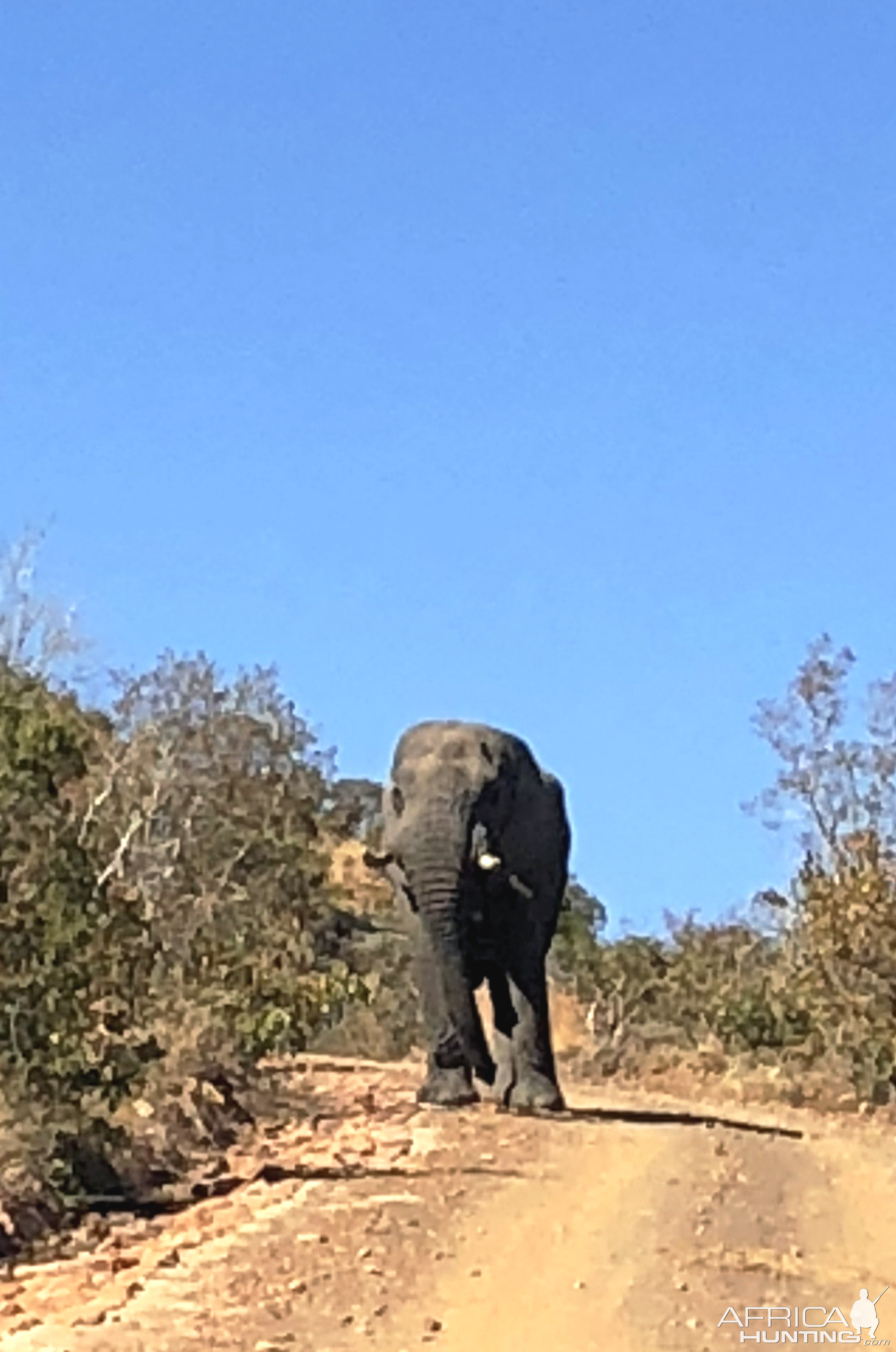 Elephant South Africa