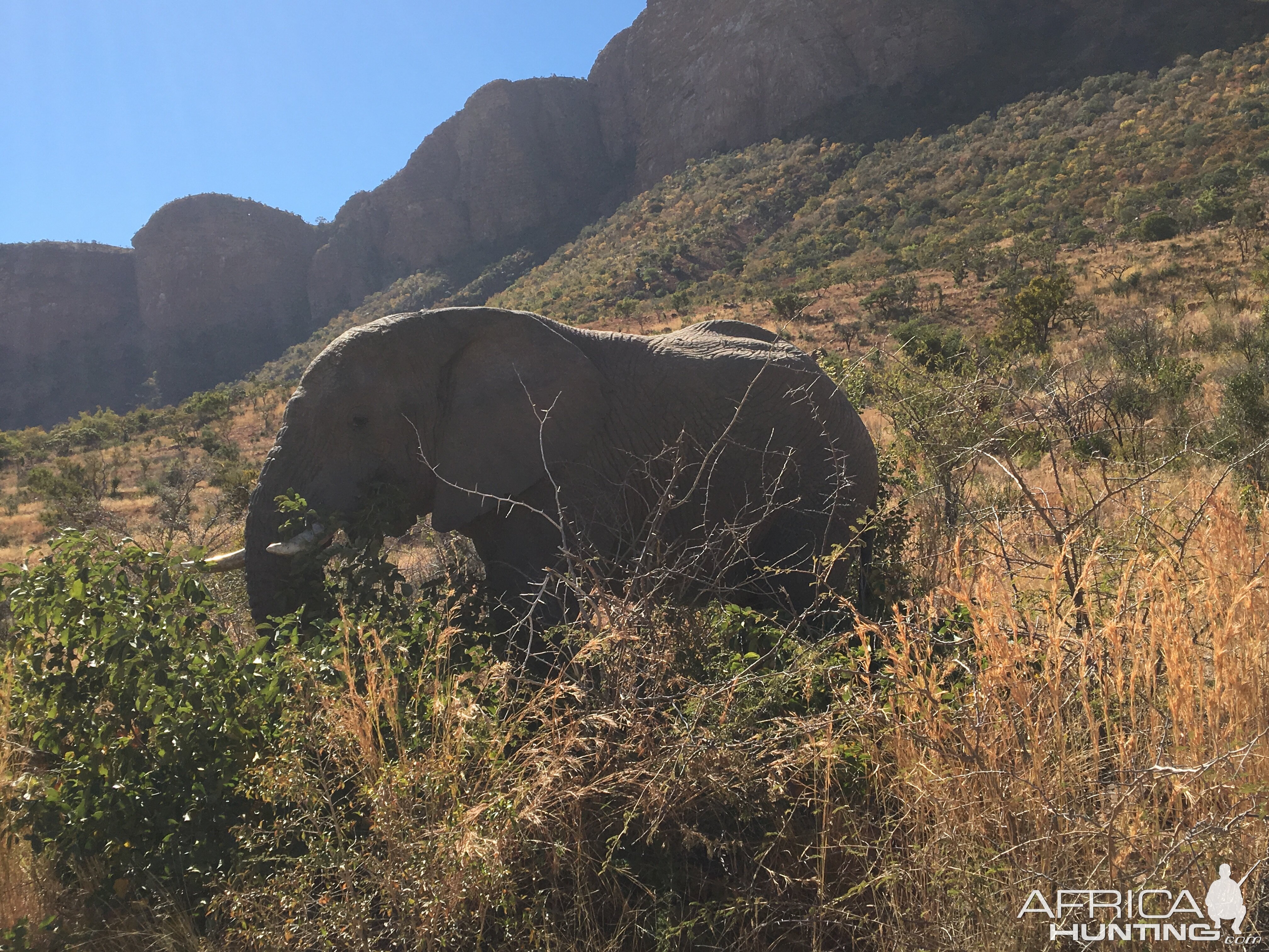 Elephant South Africa