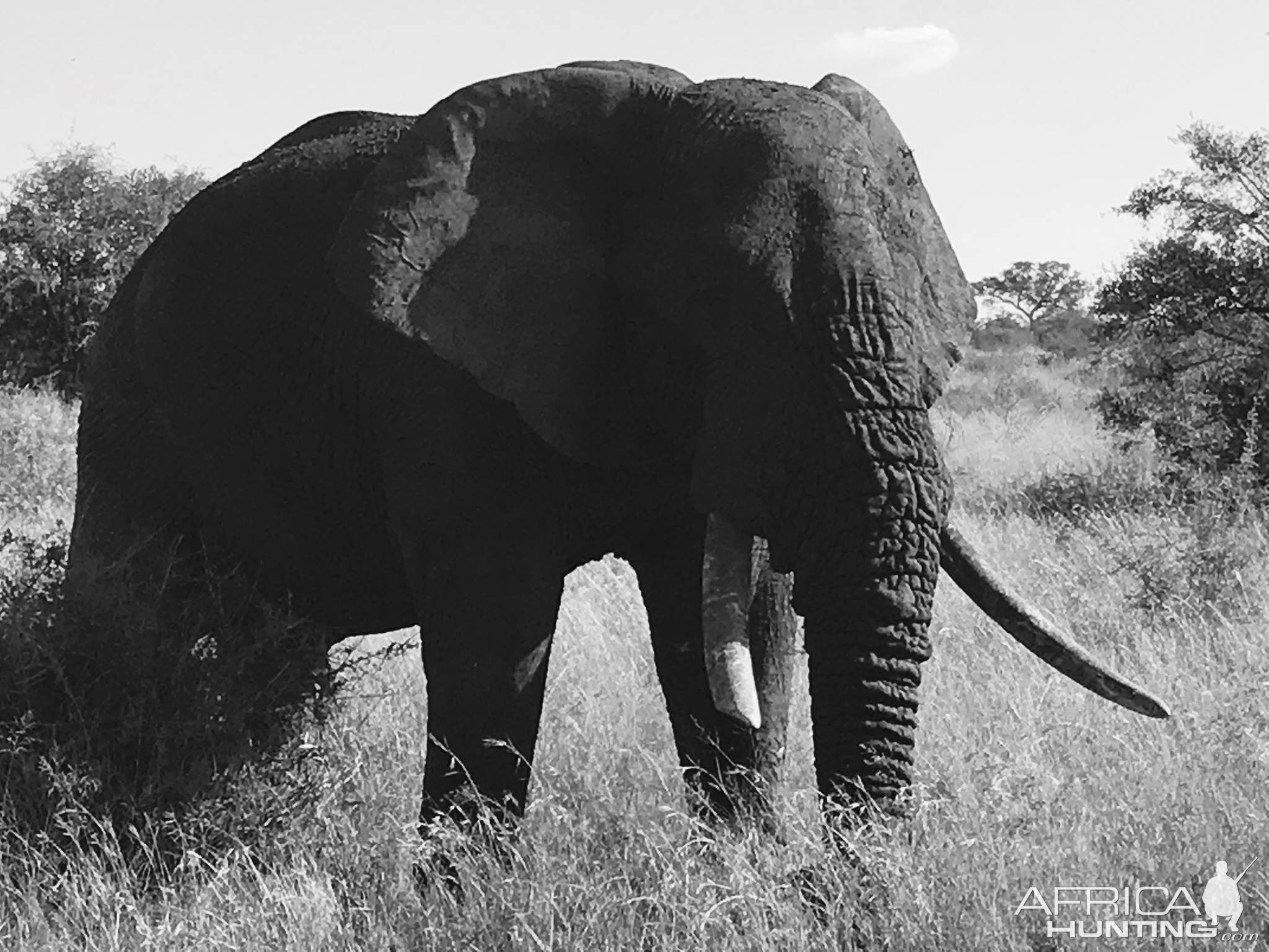 Elephant South Africa