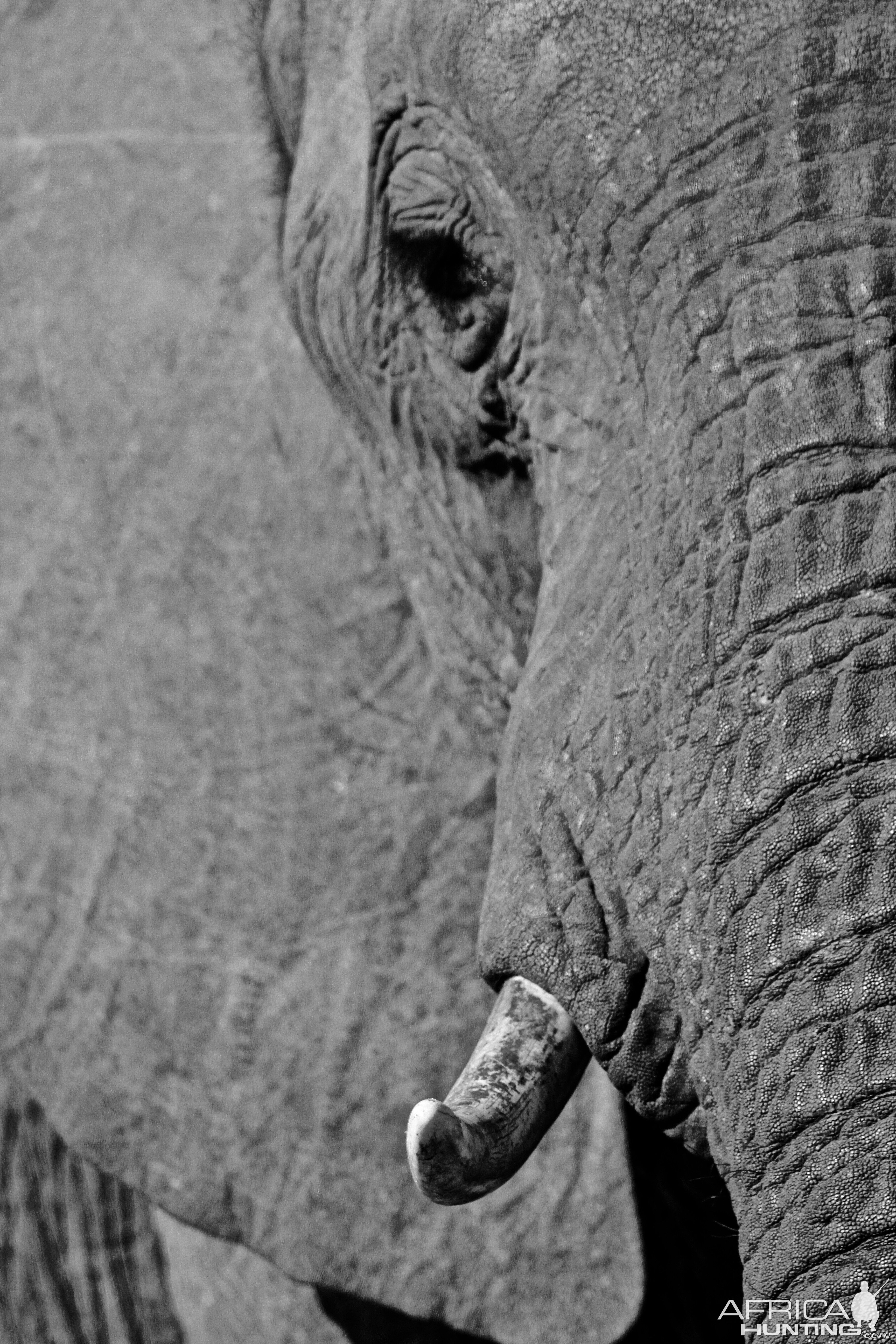 Elephant South Africa