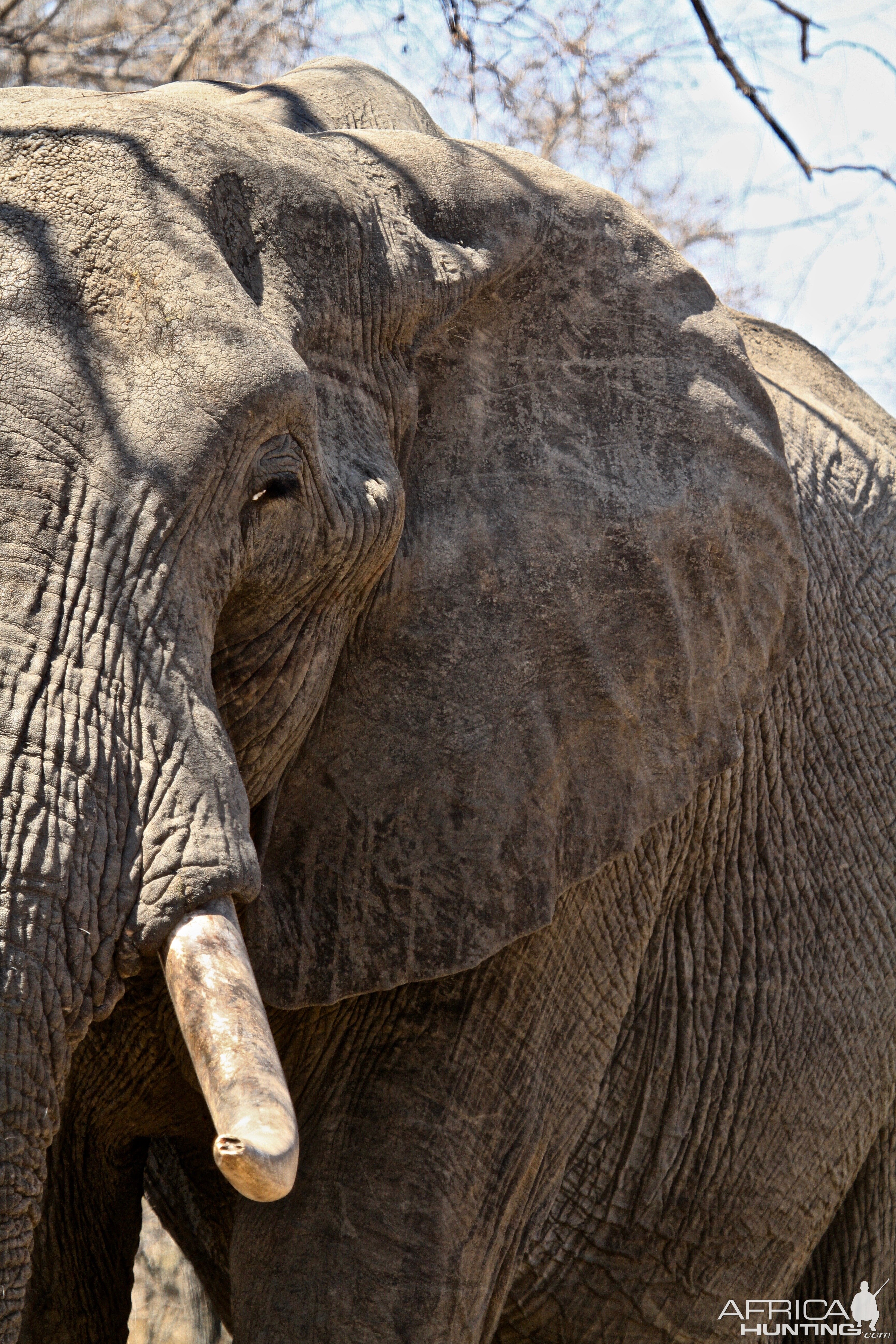 Elephant South Africa