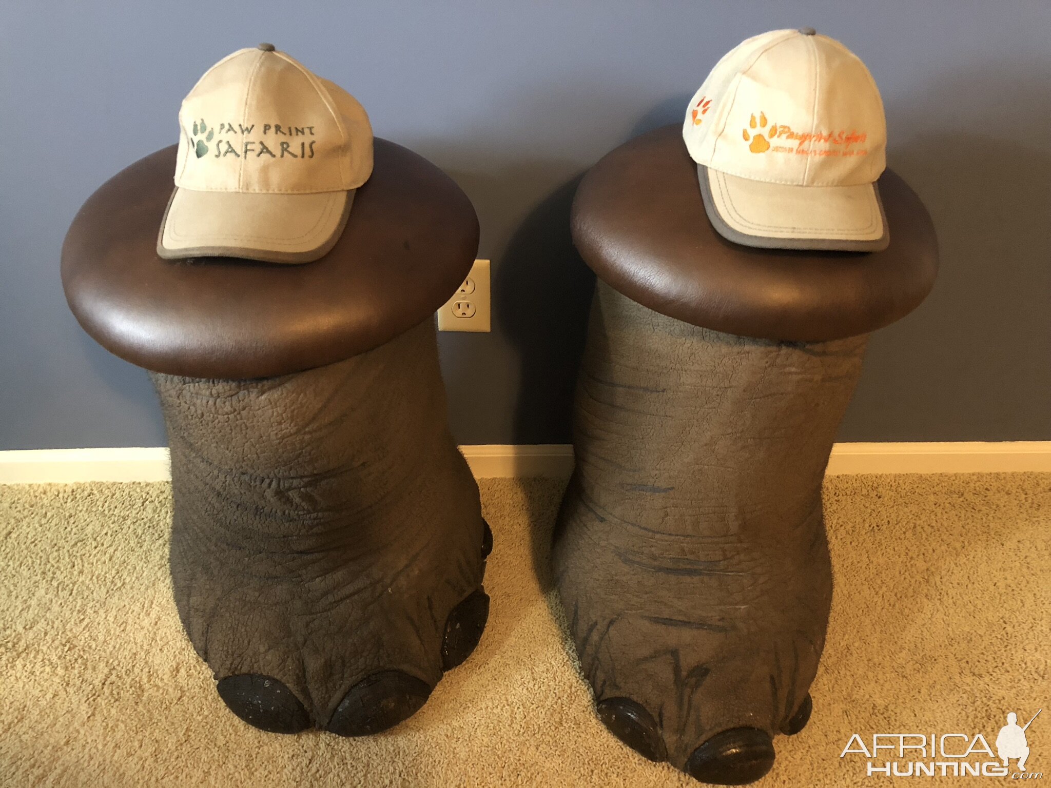 Elephant stools from my Pawprint Safari hunt