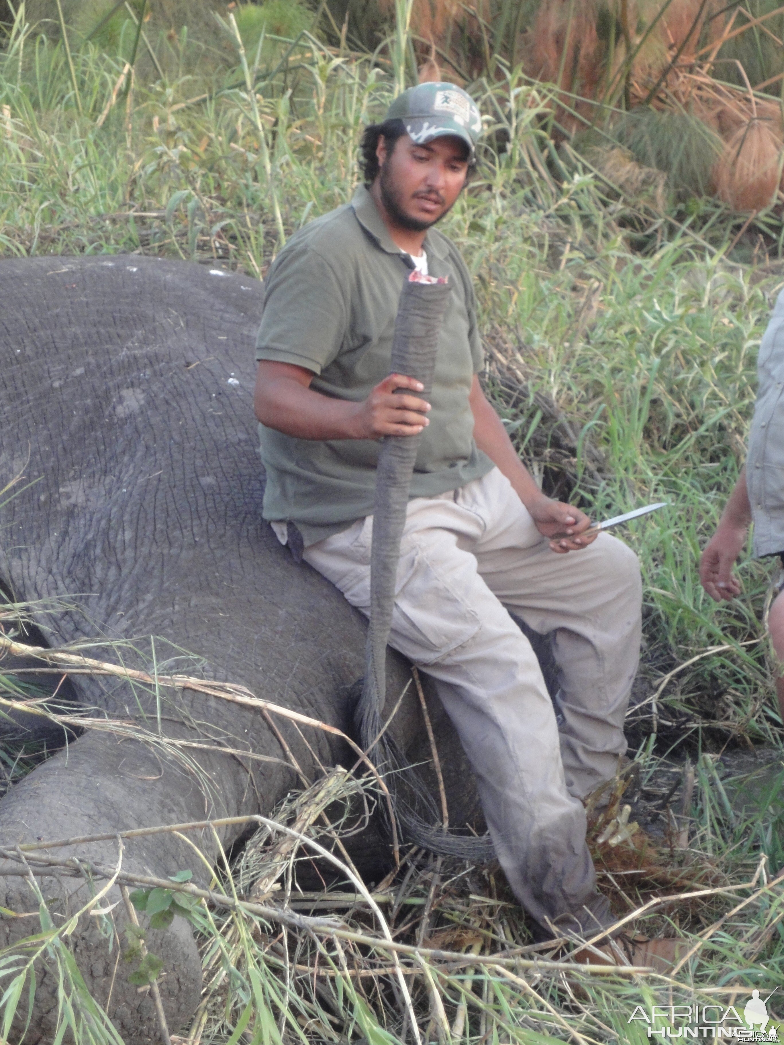 Elephant Tail Caprivi Namibia