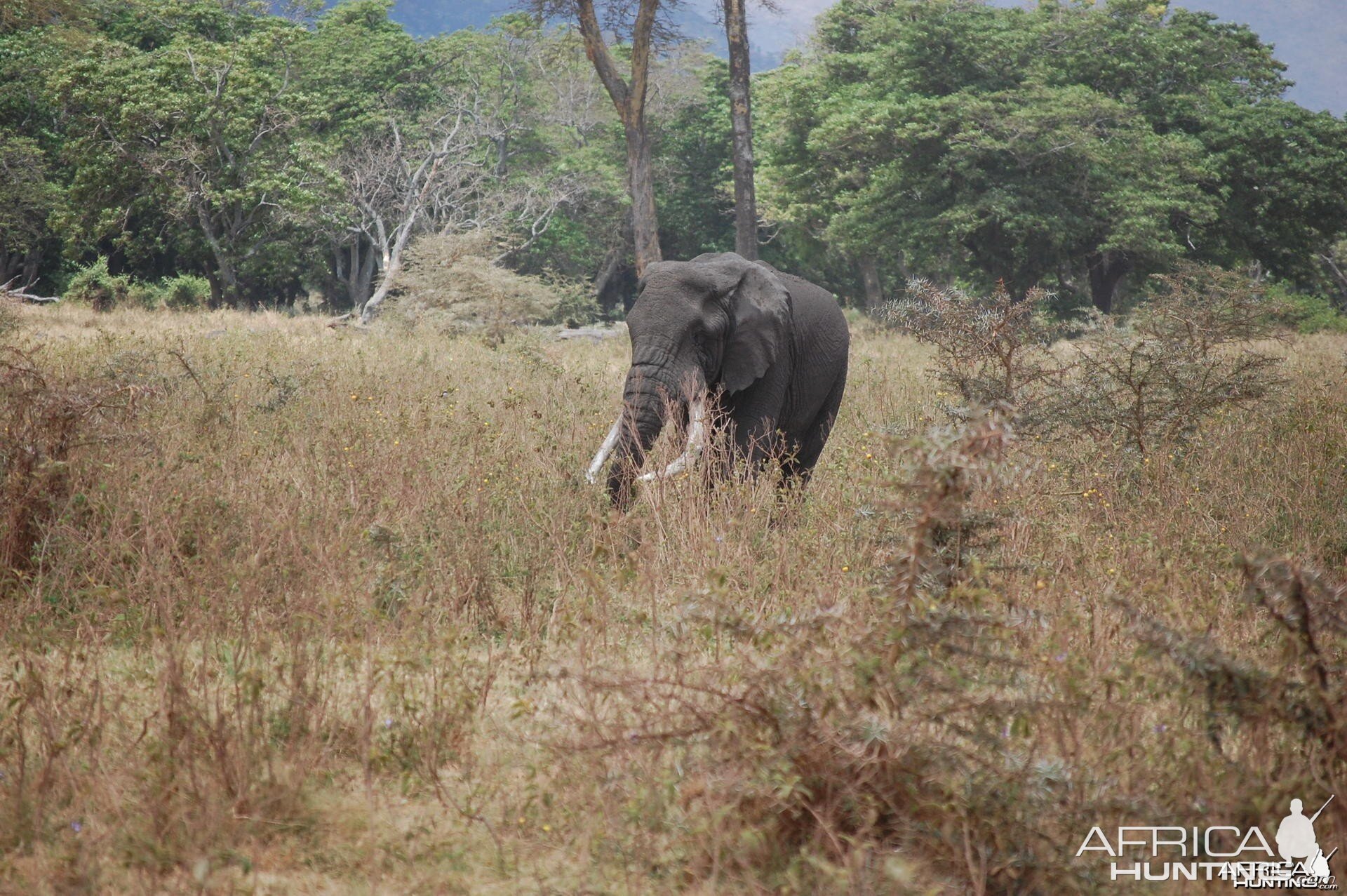 Elephant Tanzania