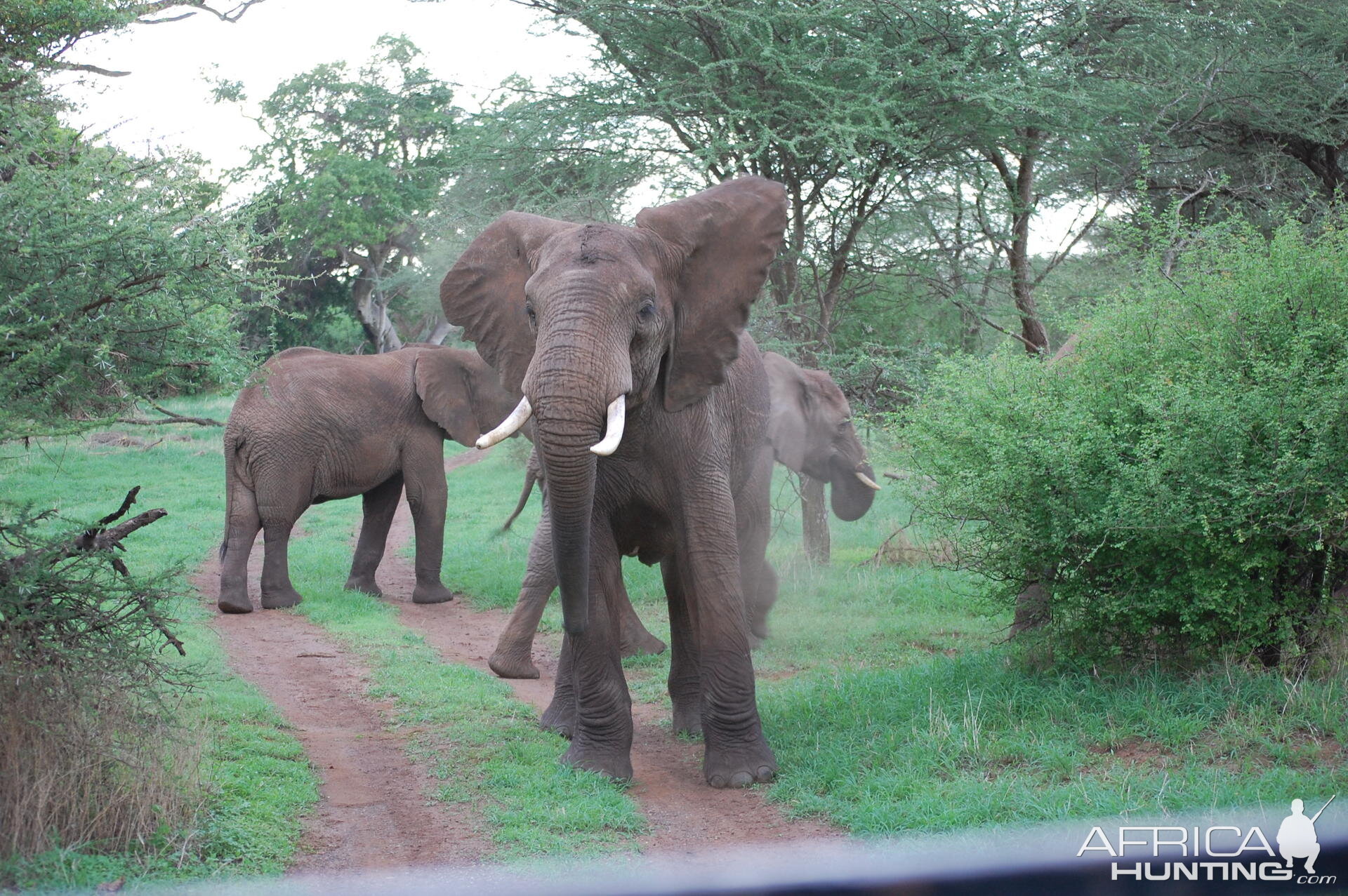 Elephant Tanzania