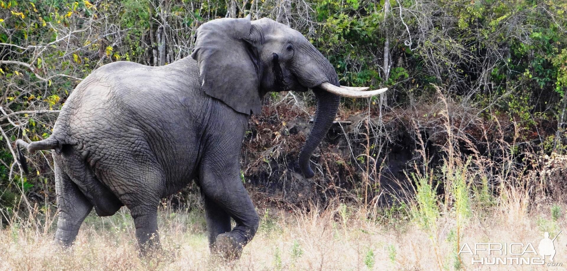 Elephant Tanzania