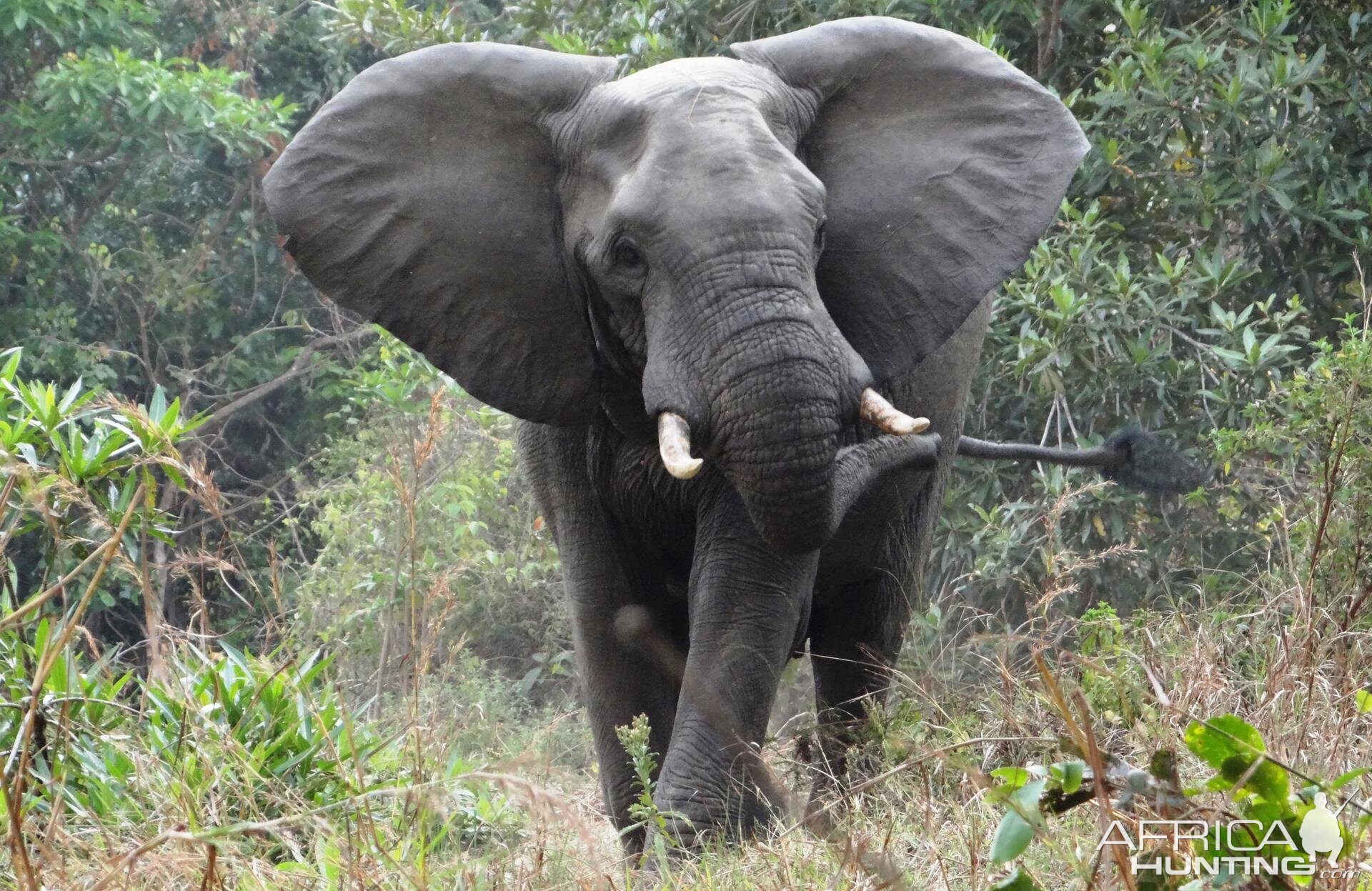 Elephant Tanzania