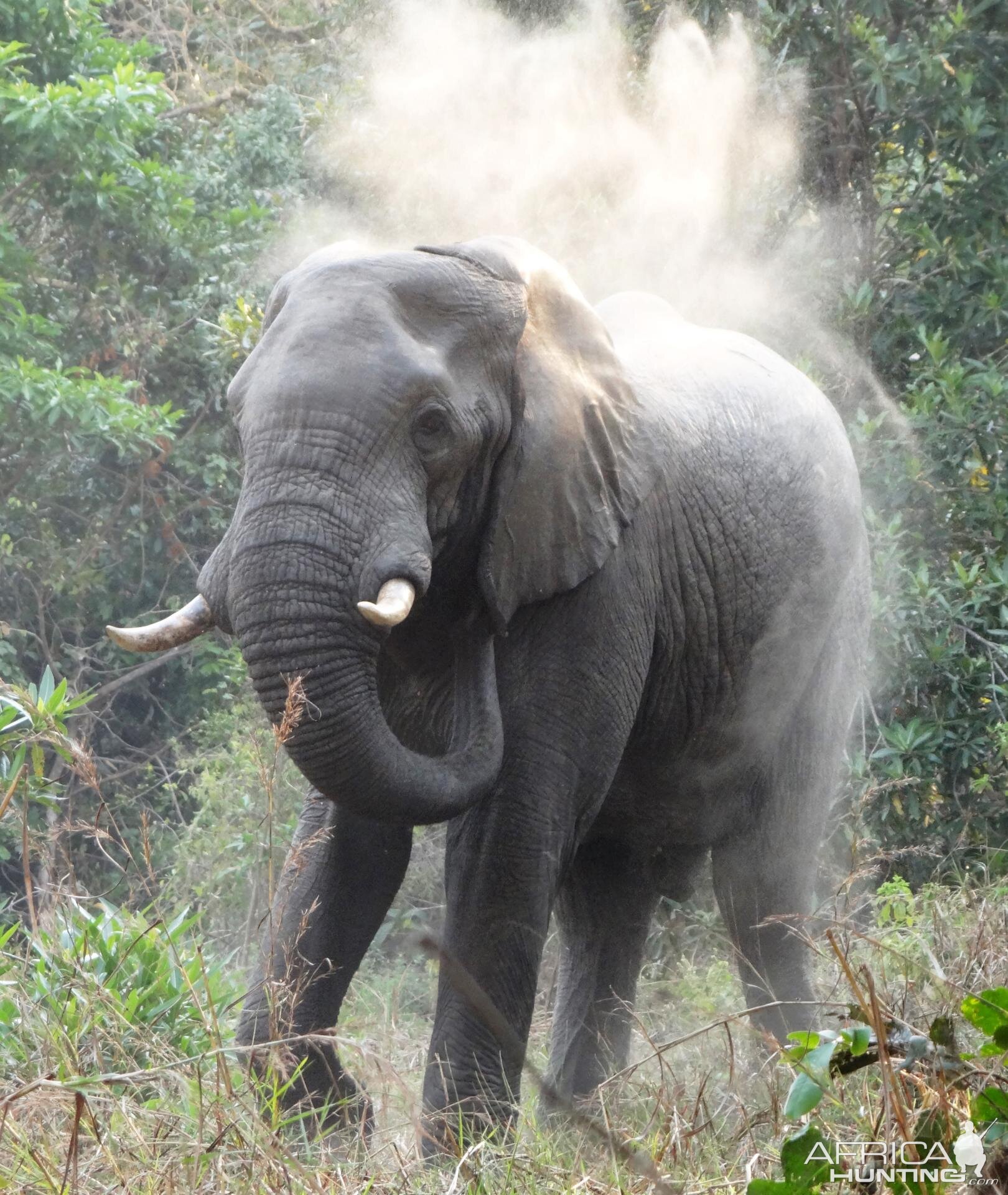 Elephant Tanzania