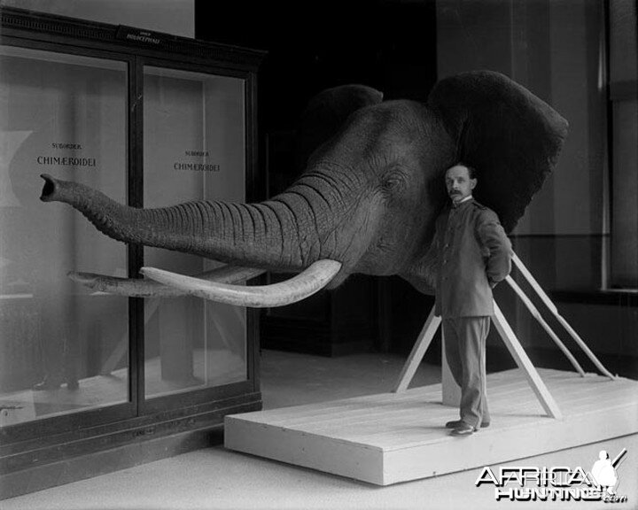 Elephant Taxidermy