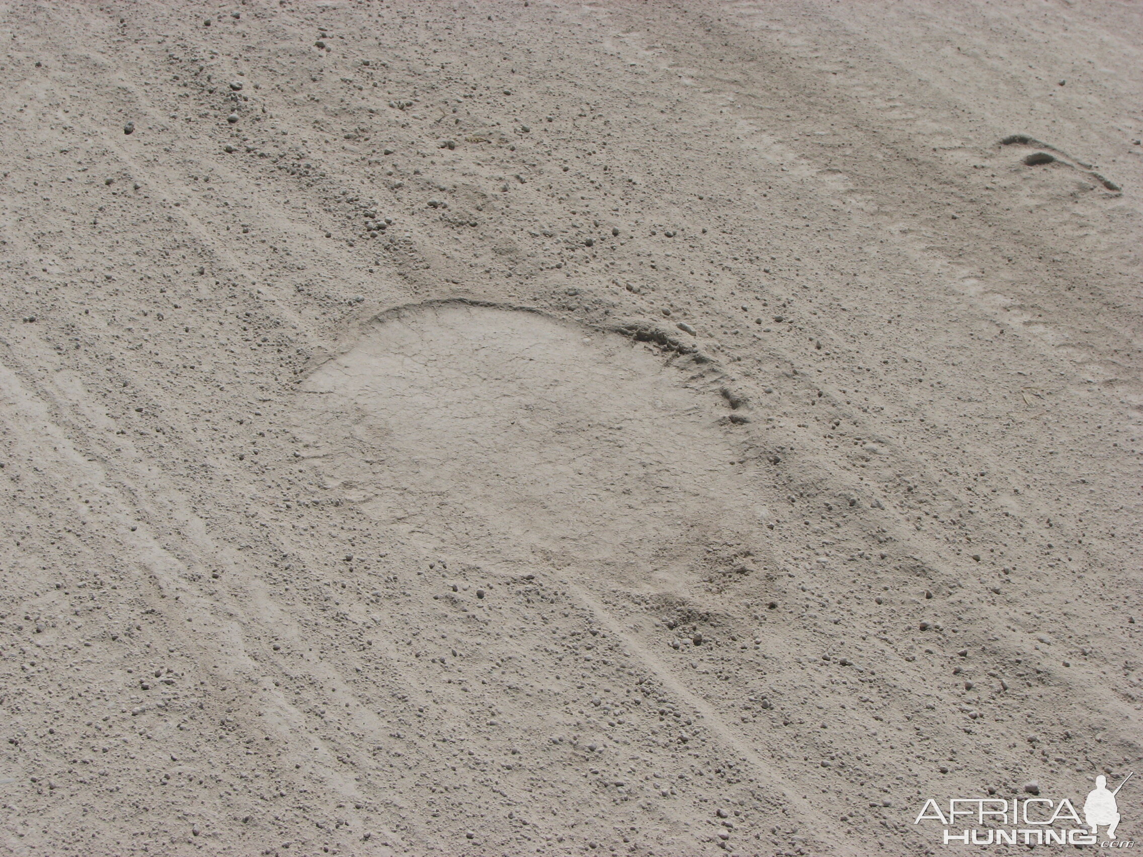 Elephant track at Etosha National Park, Namibia