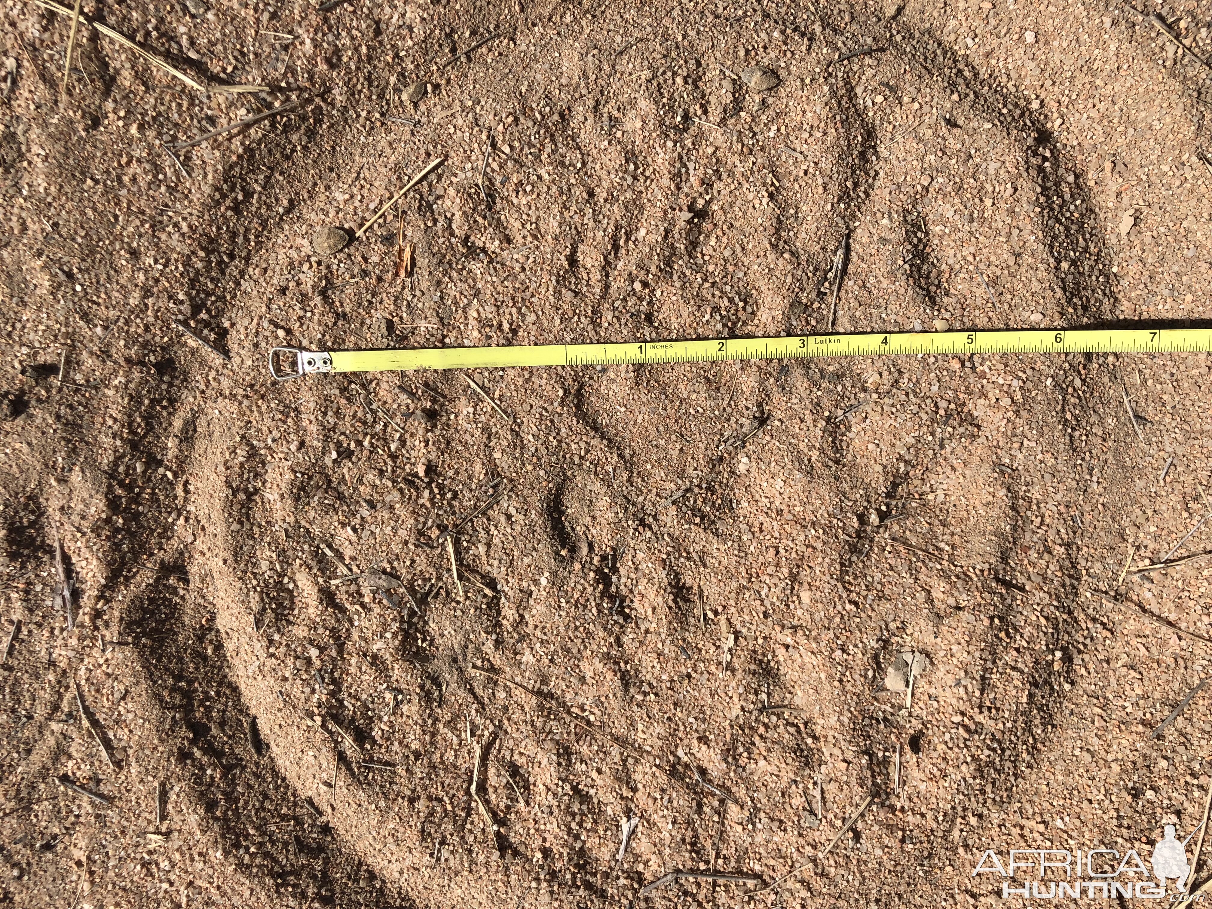 Elephant Track Zimbabwe