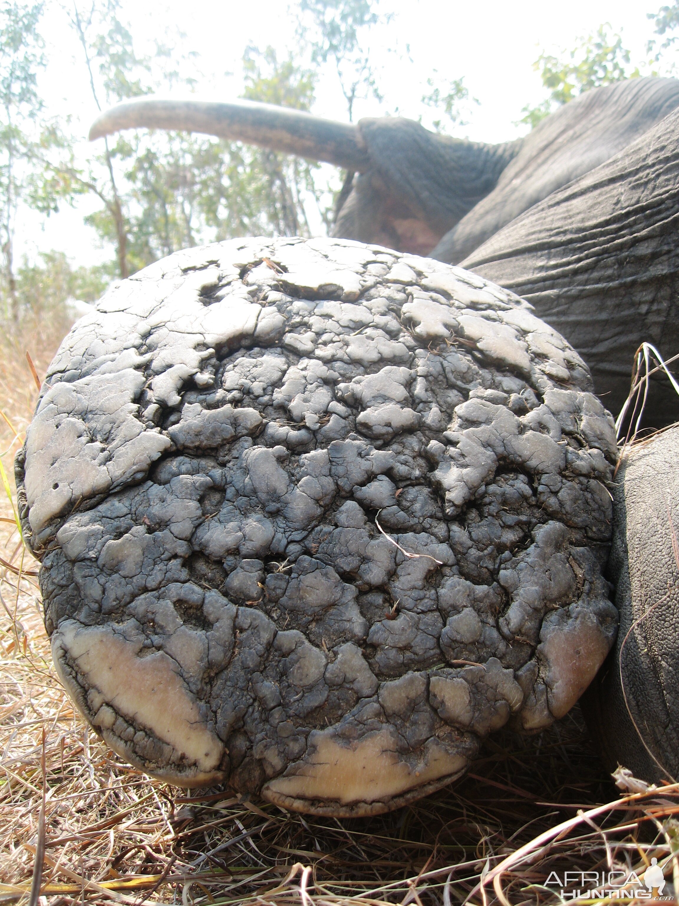 Elephant track