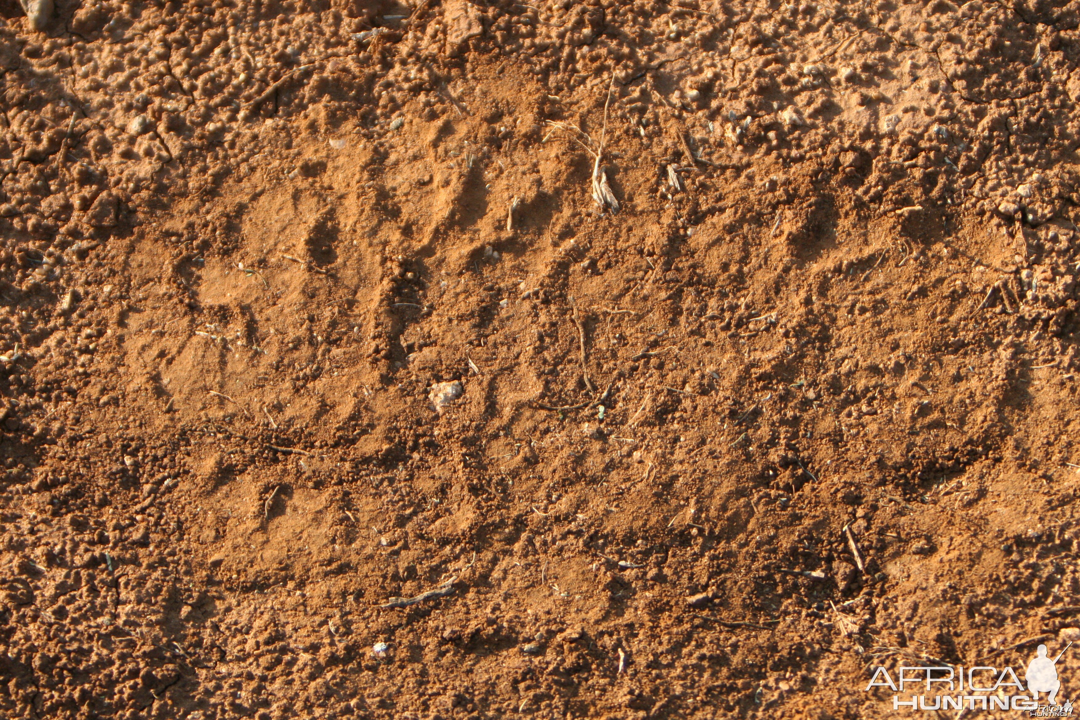 Elephant Track