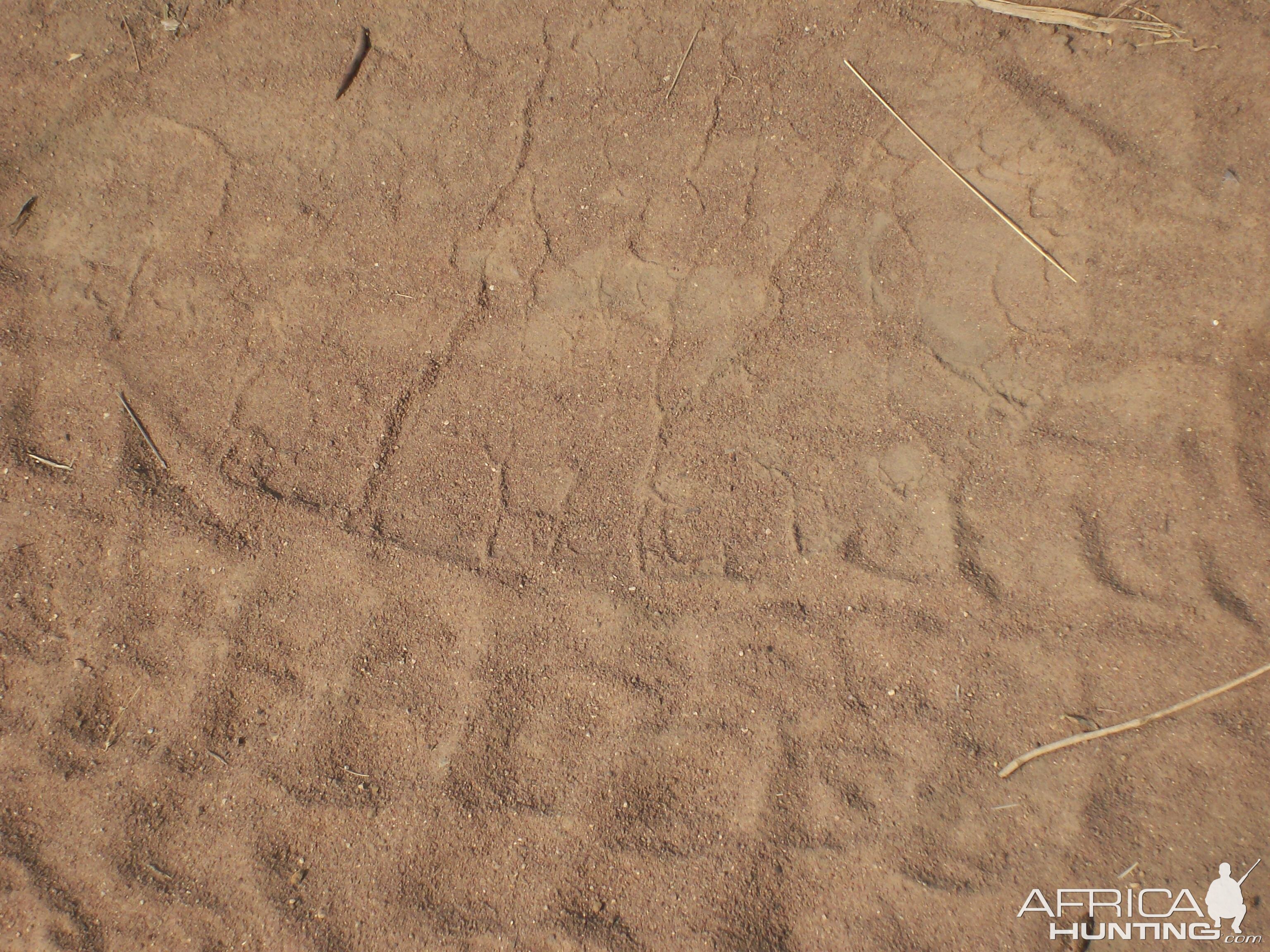 Elephant track