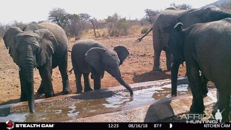 Elephant Trail Cam Pictures South Africa