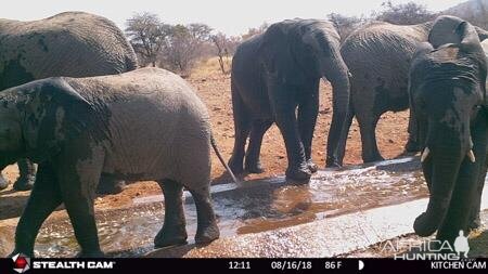 Elephant Trail Cam Pictures South Africa