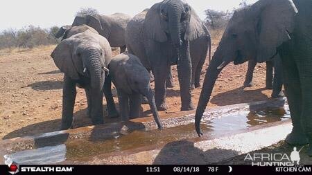 Elephant Trail Cam Pictures South Africa